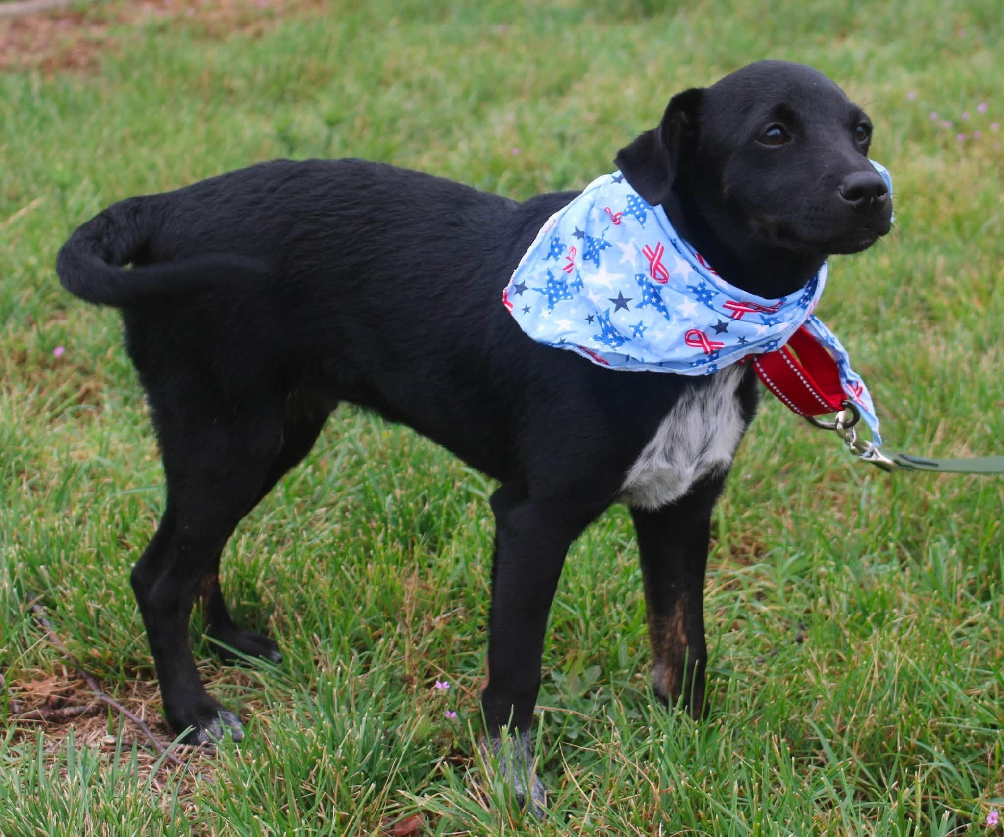 Enlarge Jason, a ADOPTABLE mixed breed in Stuarts Draft, VA image 4/5