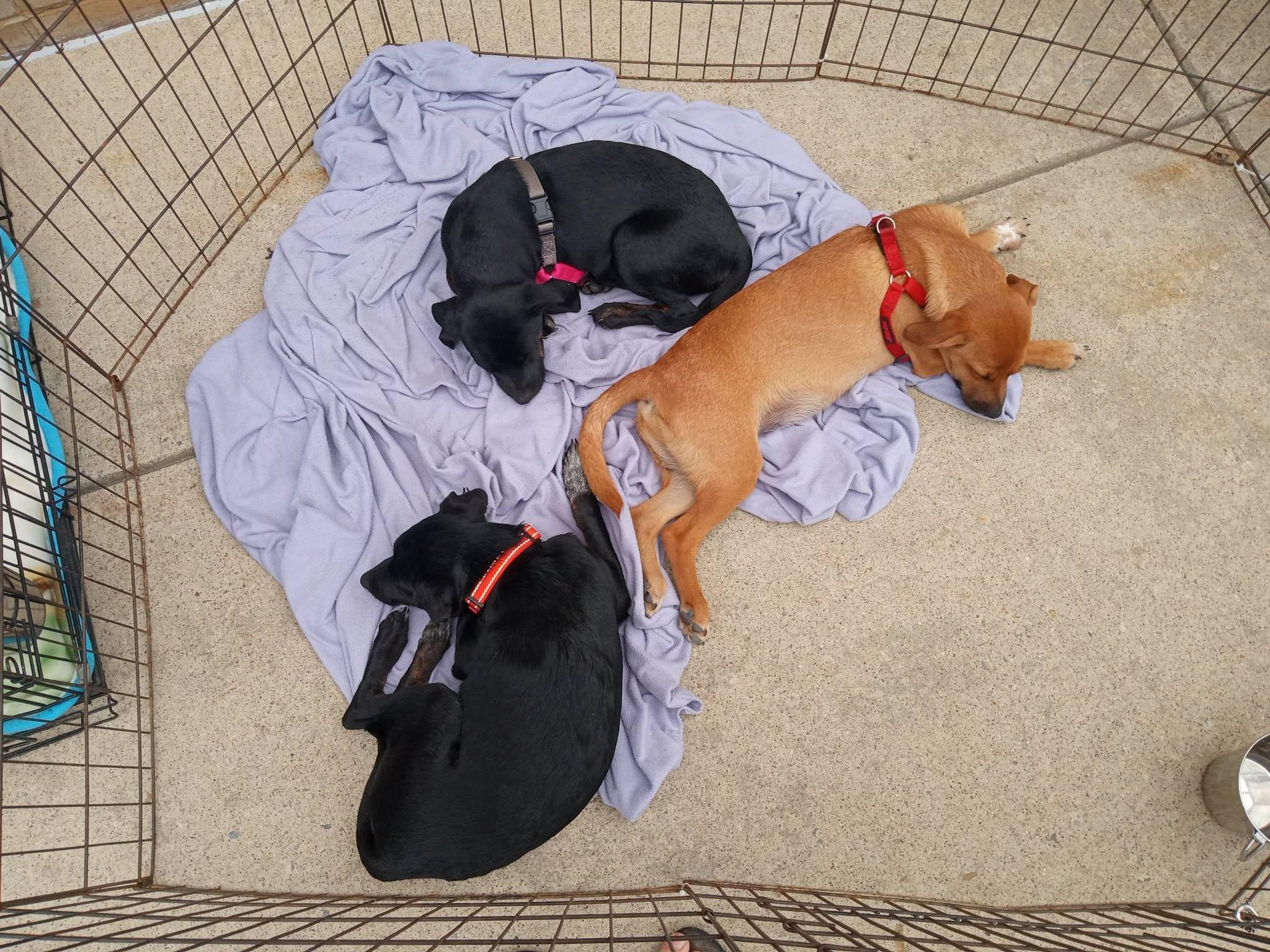 Jason, a ADOPTABLE mixed breed in Stuarts Draft, VA image 4/5