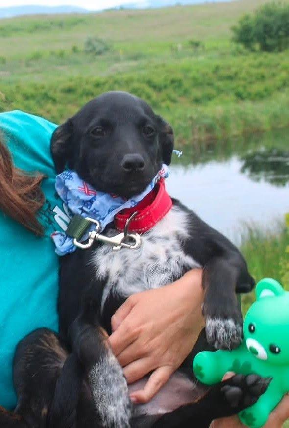 Enlarge Jason, a ADOPTABLE mixed breed in Stuarts Draft, VA image 3/5