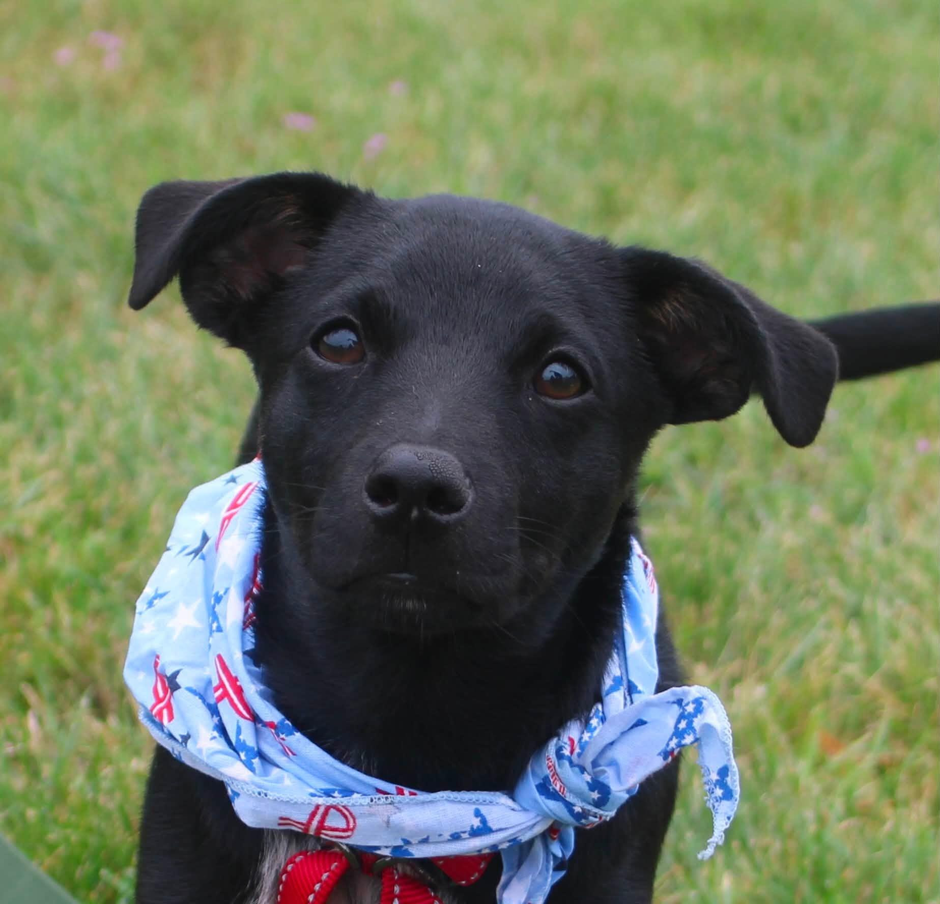 Enlarge Jason, a ADOPTABLE mixed breed in Stuarts Draft, VA image 1/5
