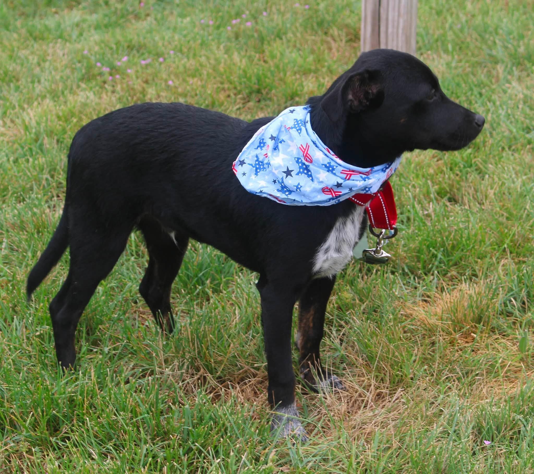 Enlarge Jason, a ADOPTABLE mixed breed in Stuarts Draft, VA image 5/5