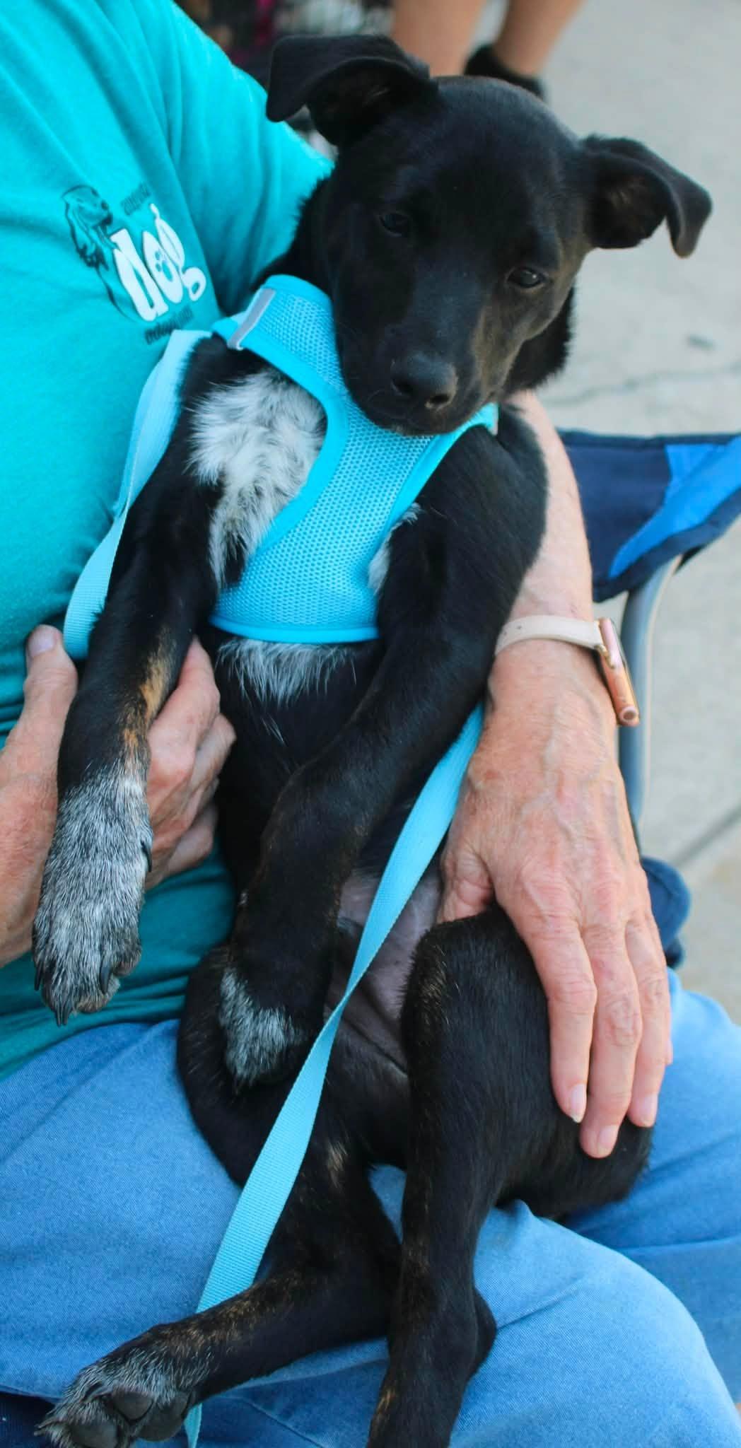Jason, a ADOPTABLE mixed breed in Stuarts Draft, VA image 2/5