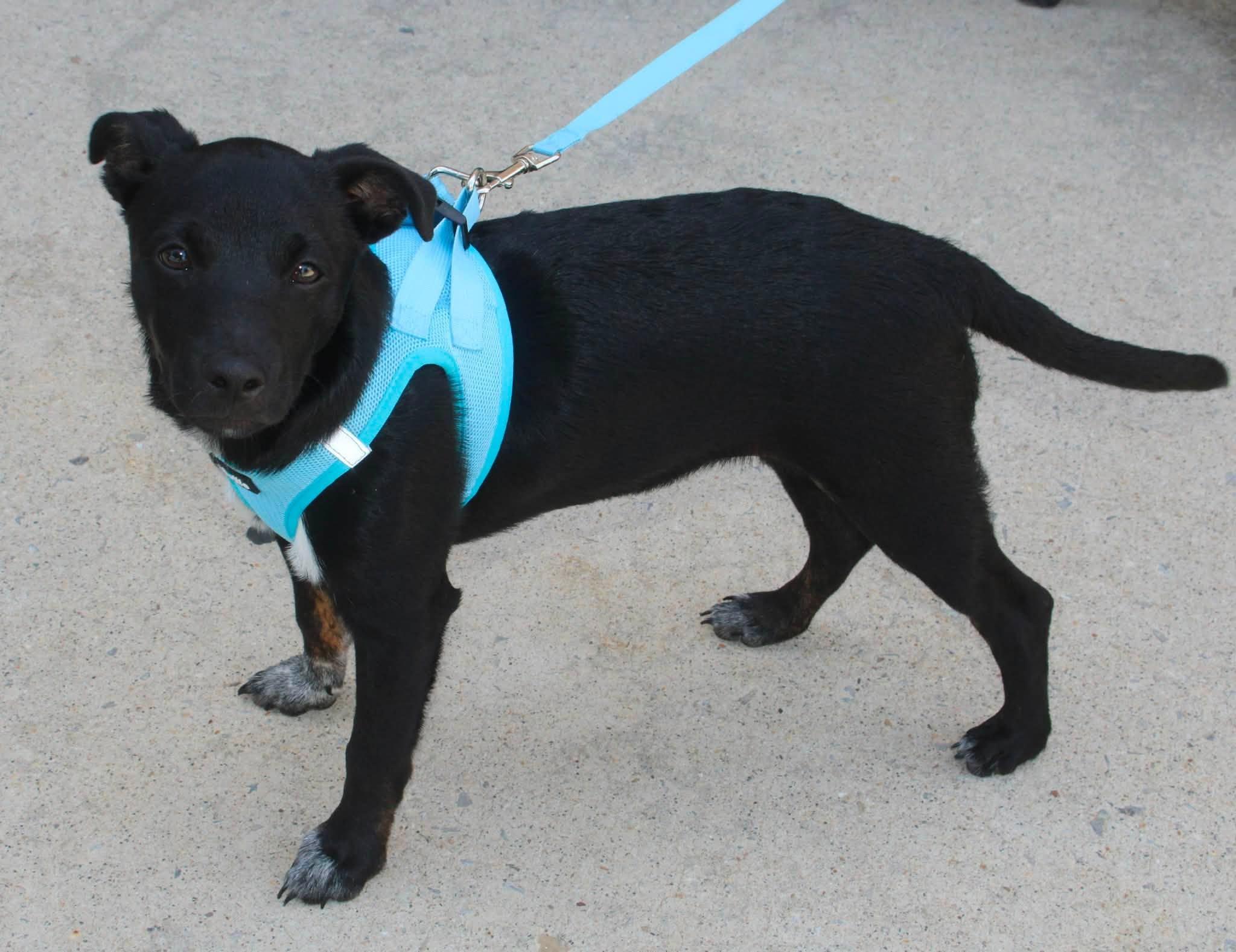 Jason, a ADOPTABLE mixed breed in Stuarts Draft, VA image 3/5