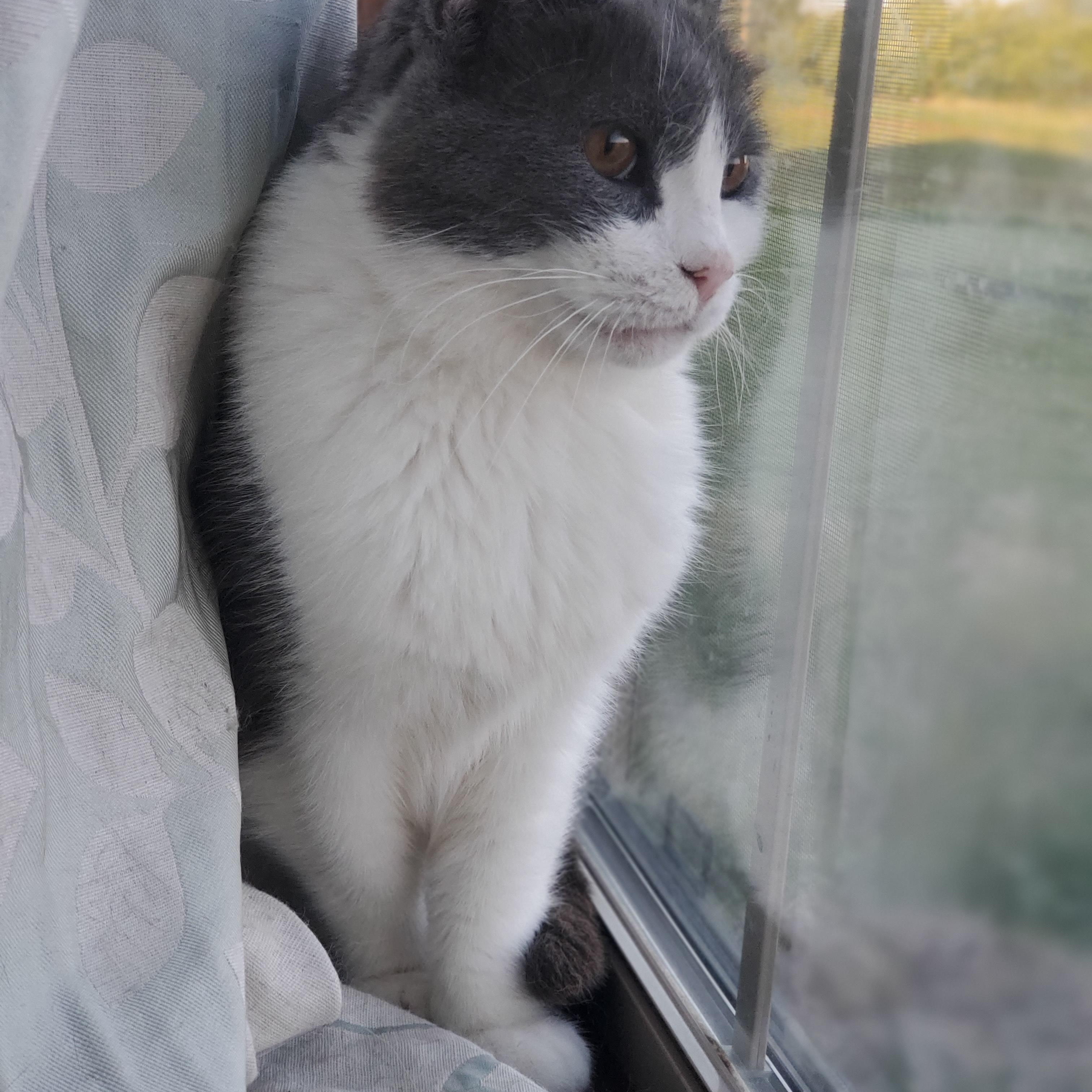 Tom