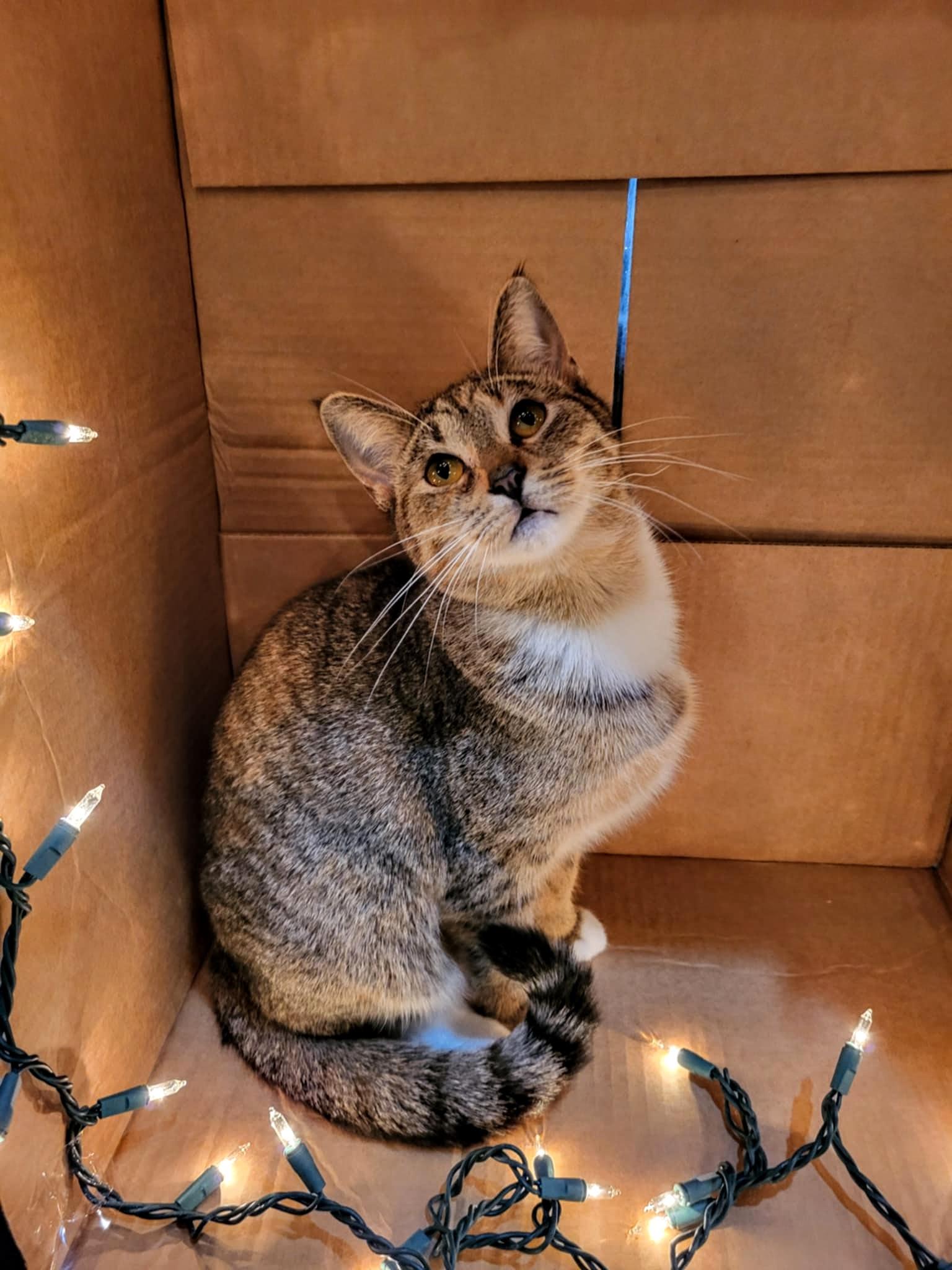 Veda, Adoptable, Young Female Domestic Short Hair.