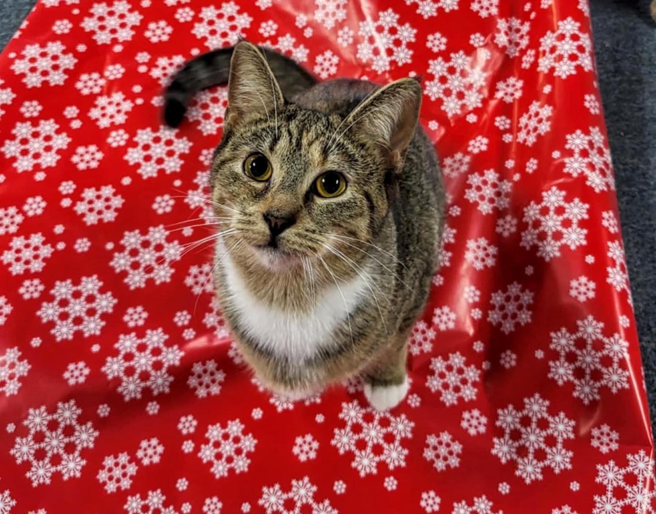 Enlarge Veda, a Adoptable Domestic Short Hair in Greensburg, PA image 2/3