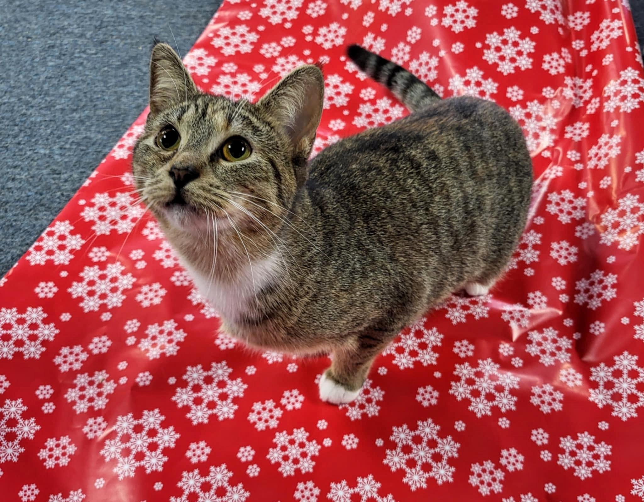 Enlarge Veda, a Adoptable Domestic Short Hair in Greensburg, PA image 3/3