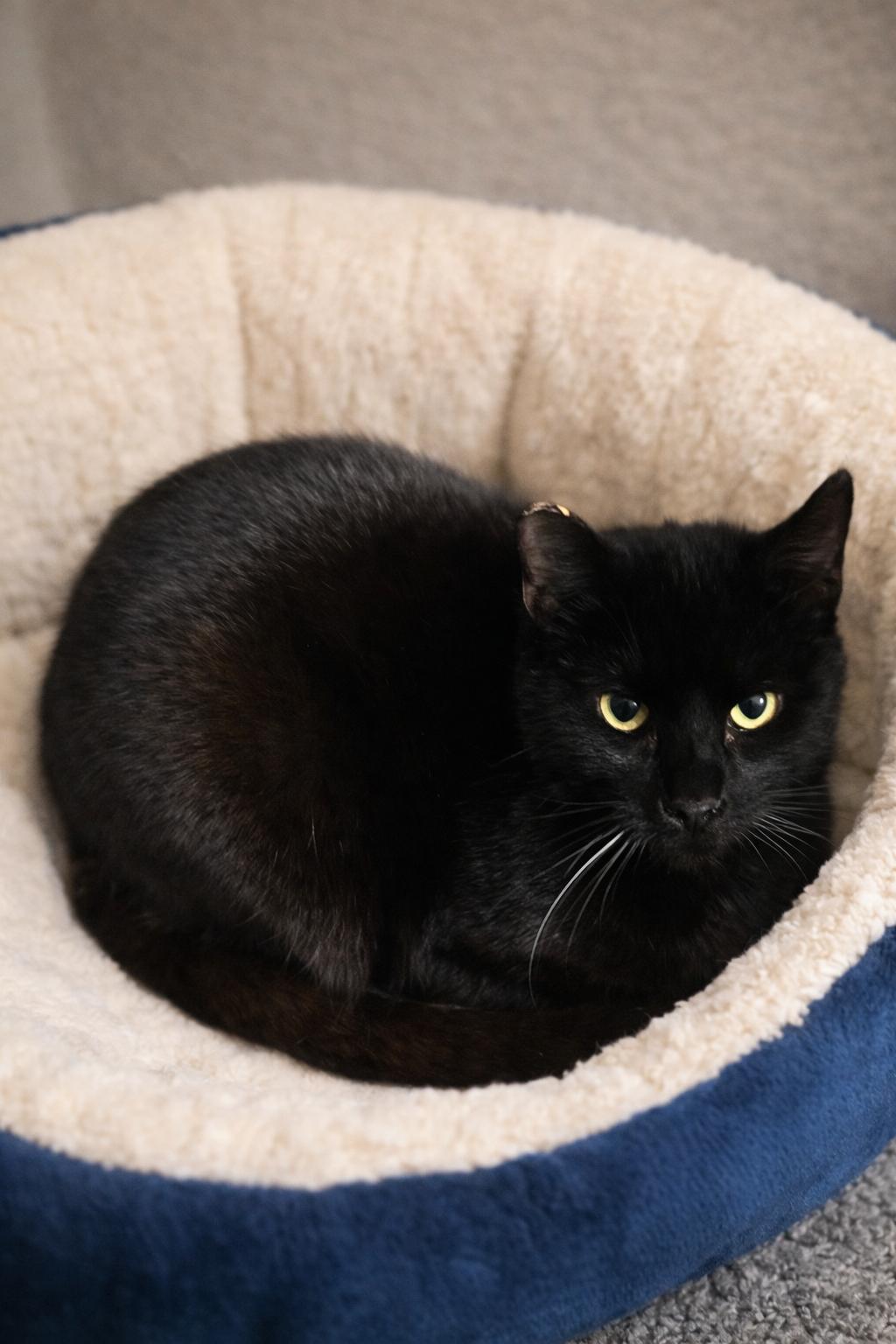 Enlarge Mars, a Adoptable Domestic Short Hair in Rio Linda, CA image 1/1