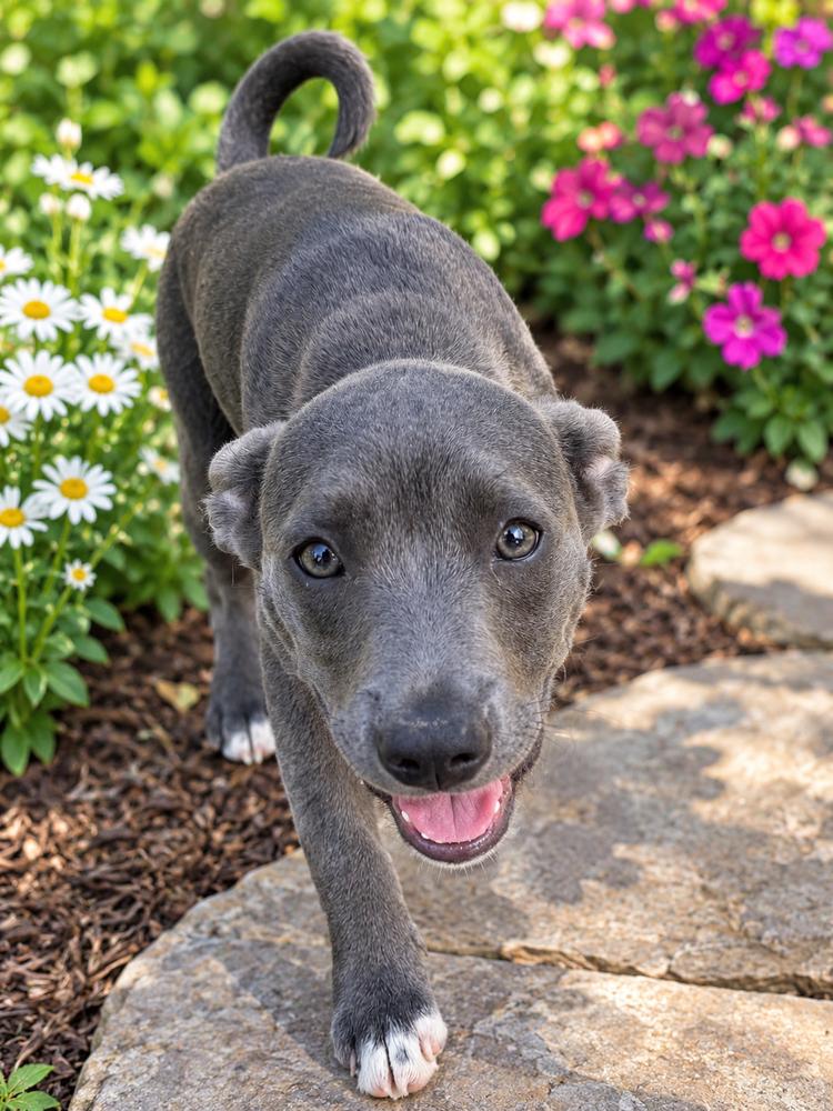 Enlarge SKY (GA), a Adoptable mixed breed in Thompson, PA image 1/4