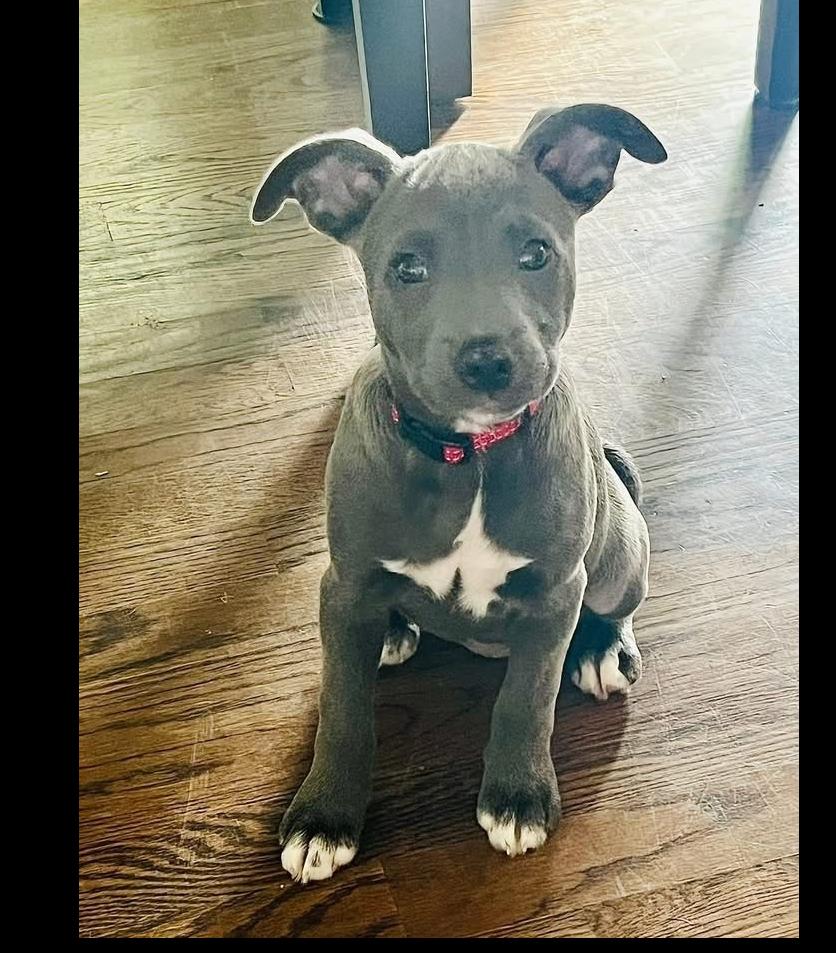 Enlarge SKY (GA), a Adoptable mixed breed in Thompson, PA image 2/4