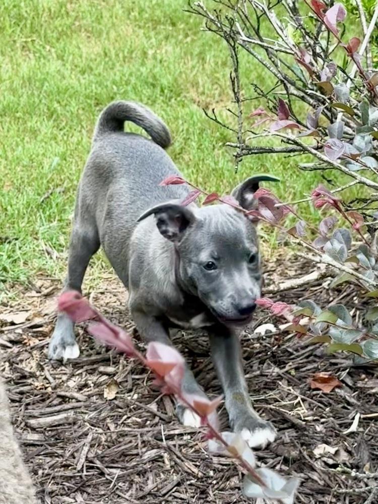 Enlarge SKY (GA), a Adoptable mixed breed in Thompson, PA image 3/4
