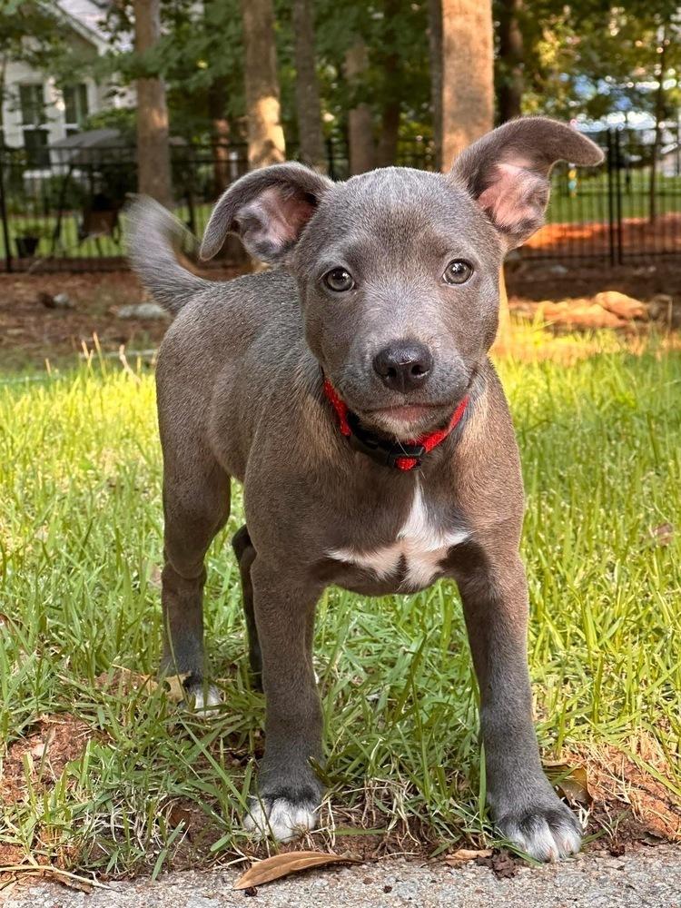 Enlarge SKY (GA), a Adoptable mixed breed in Thompson, PA image 4/4