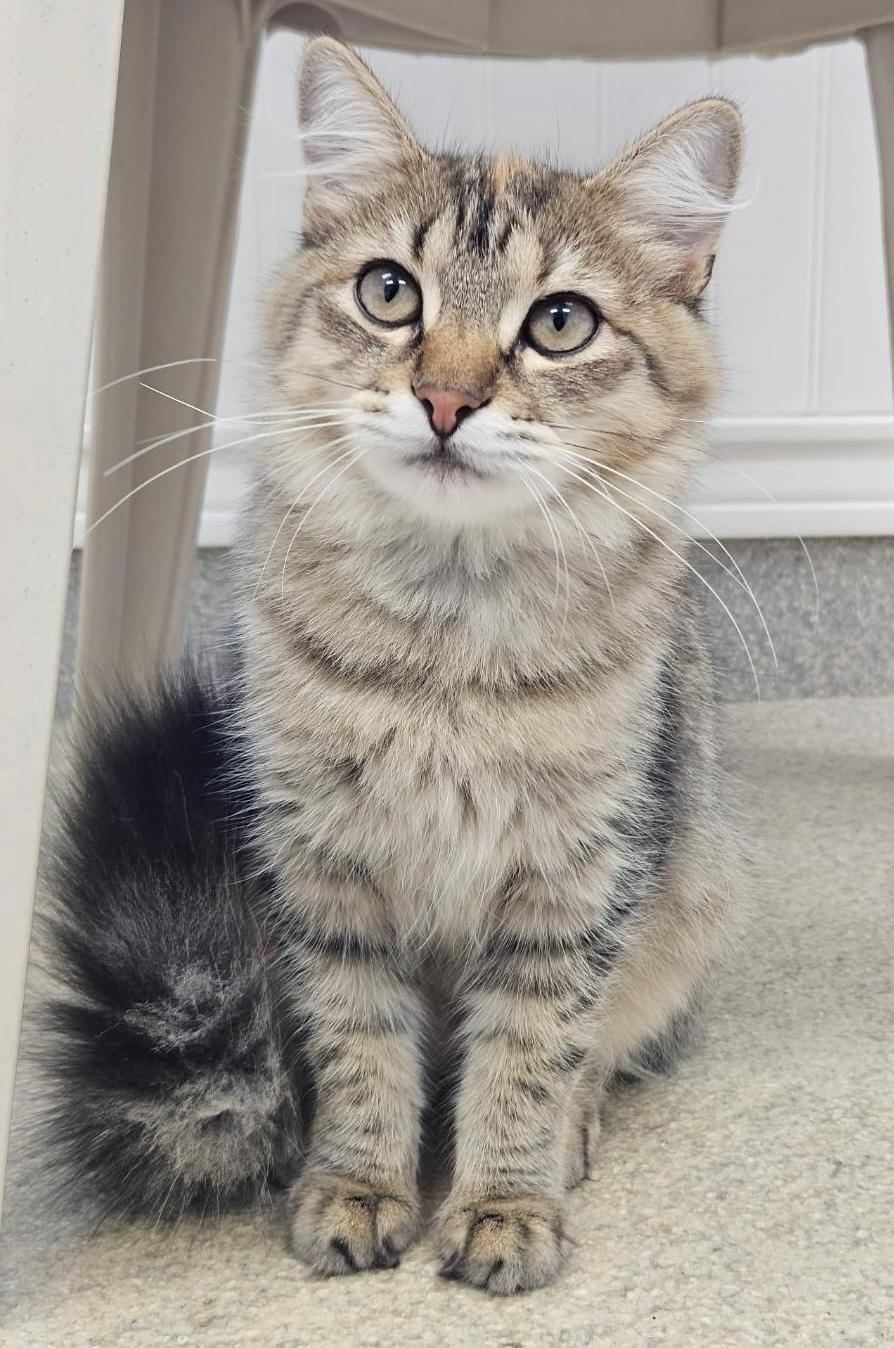 Spreckles, a Adoptable Domestic Long Hair in Westbrook, CT image 1/6