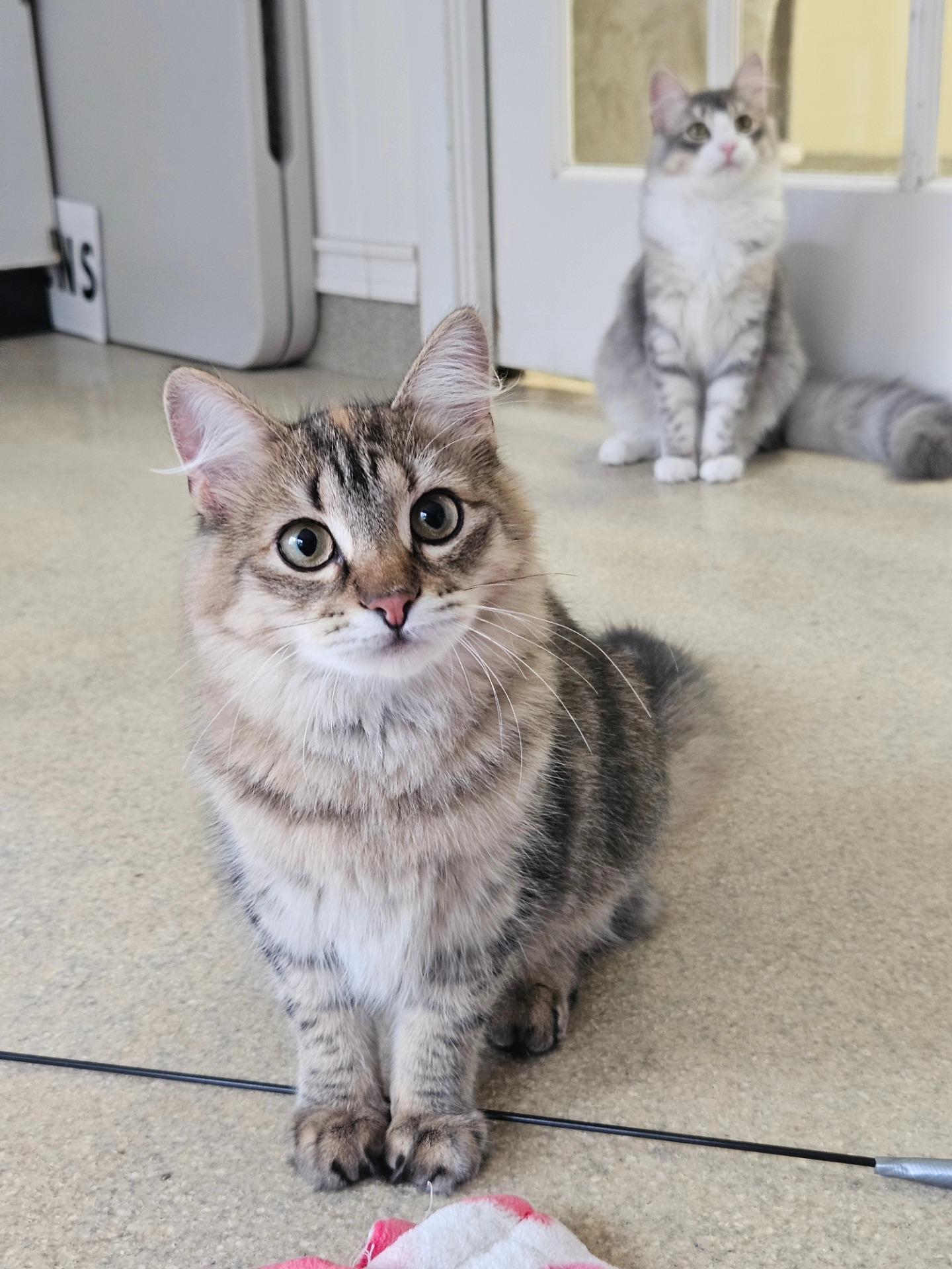 Spreckles, a Adoptable Domestic Long Hair in Westbrook, CT image 4/6