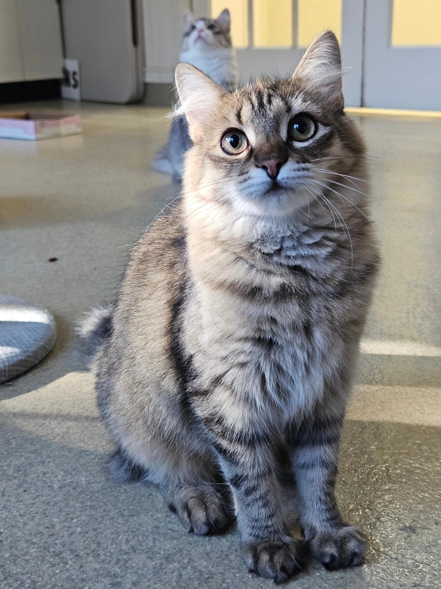 Spreckles, Adoptable, Kitten Female Domestic Long Hair.