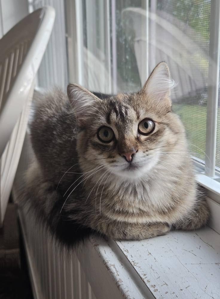 Spreckles, a Adoptable Domestic Long Hair in Westbrook, CT image 5/6