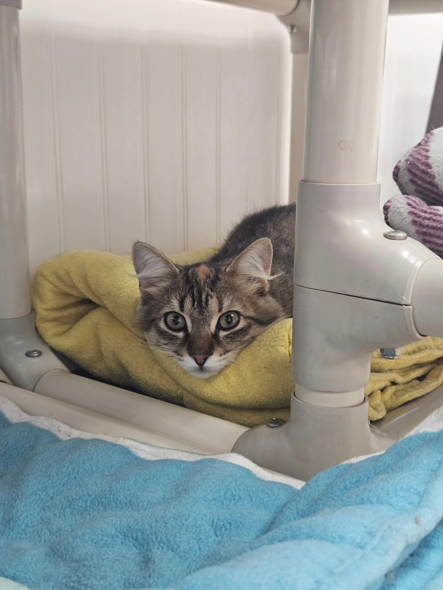 Spreckles, a Adoptable Domestic Long Hair in Westbrook, CT image 6/6