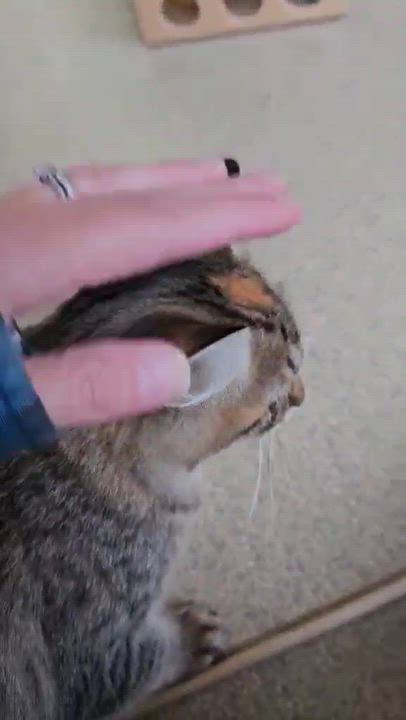 Enlarge Spreckles, a Adoptable Domestic Long Hair in Westbrook, CT video 2/6