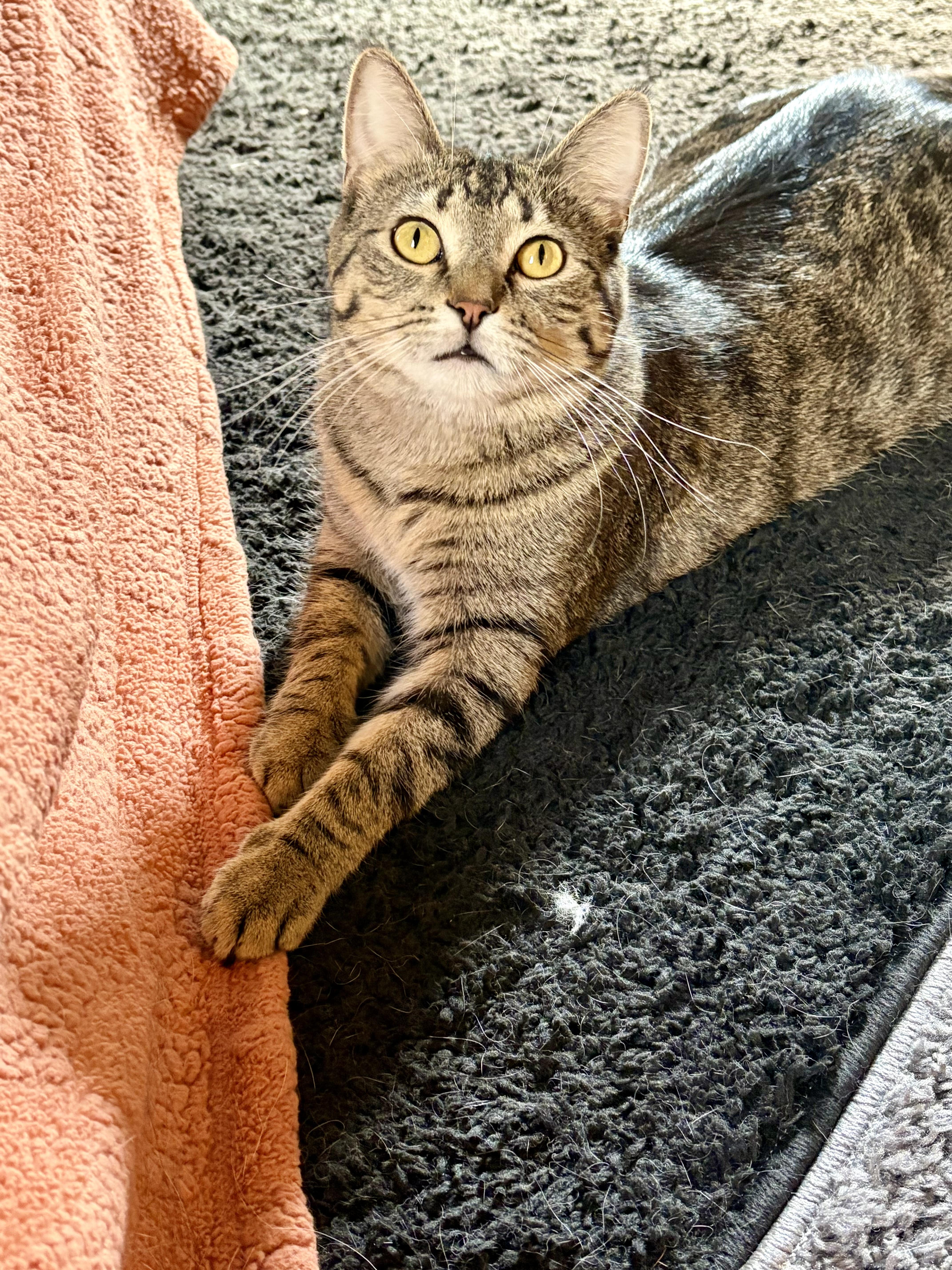 Enlarge Isaac, a Adoptable Domestic Short Hair in Minneapolis, MN image 6/6