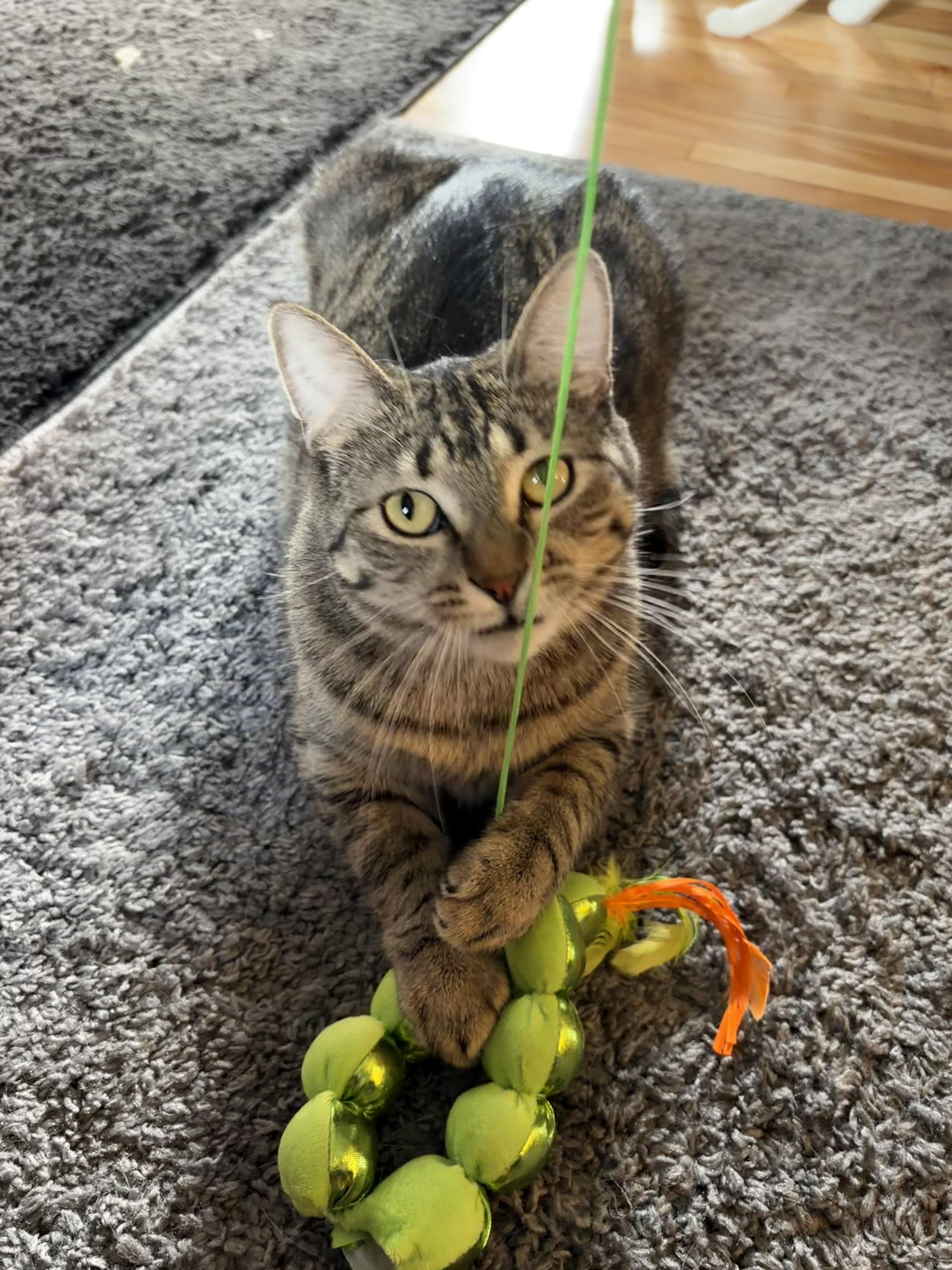 Enlarge Isaac, a Adoptable Domestic Short Hair in Minneapolis, MN image 5/6