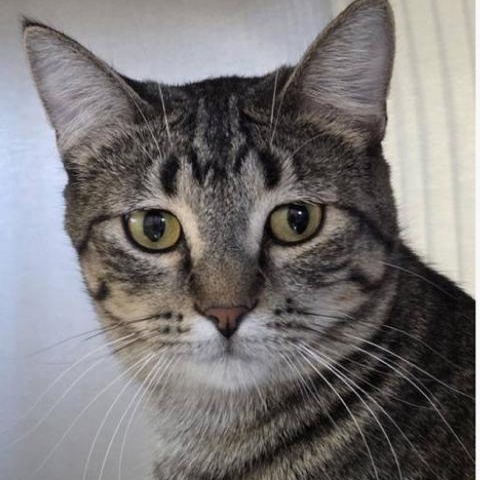 Enlarge Isaac, a Adoptable Domestic Short Hair in Minneapolis, MN image 2/3