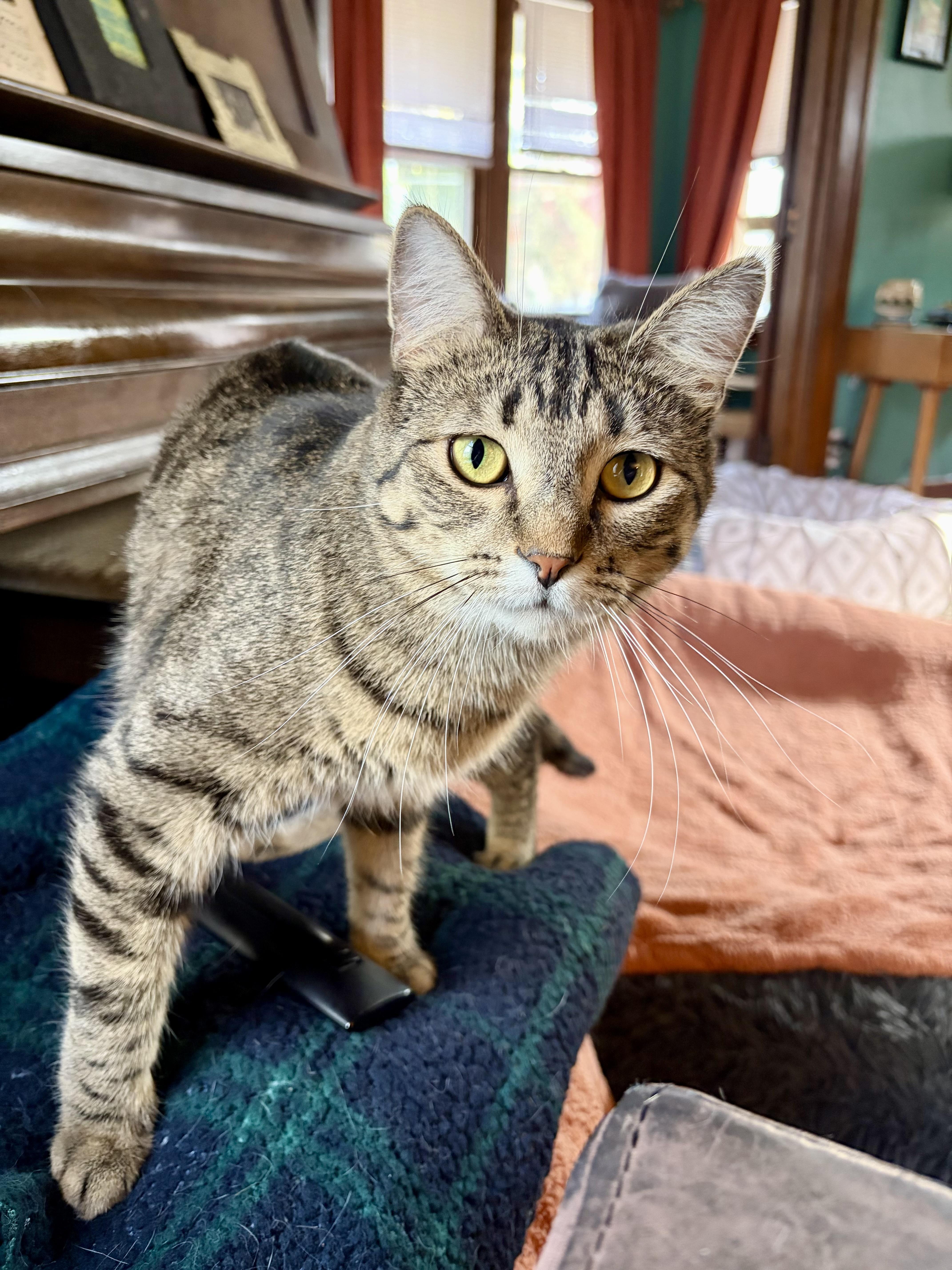 Isaac, Adoptable, Young Male Domestic Short Hair.
