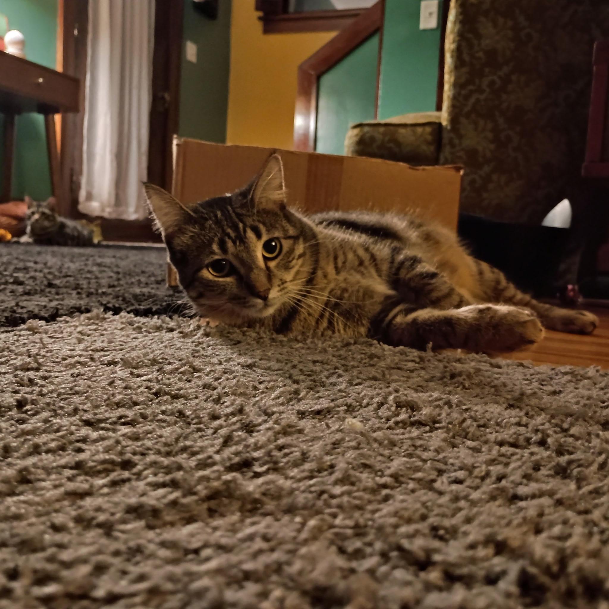 Enlarge Isaac, a Adoptable Domestic Short Hair in Minneapolis, MN image 4/4