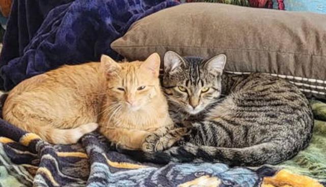 Enlarge Isaac, a Adoptable Domestic Short Hair in Minneapolis, MN image 3/3