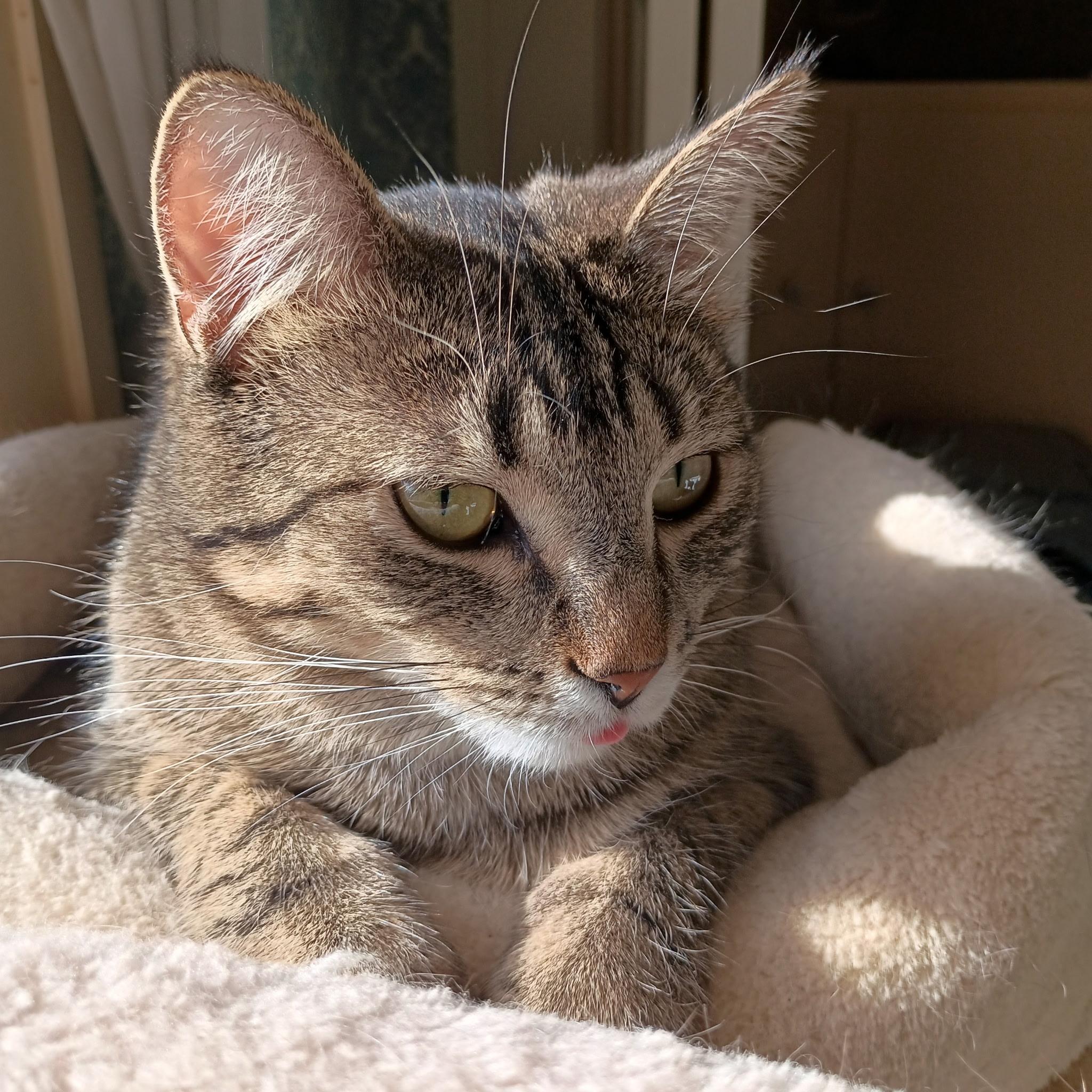 Enlarge Isaac, a Adoptable Domestic Short Hair in Minneapolis, MN image 4/6
