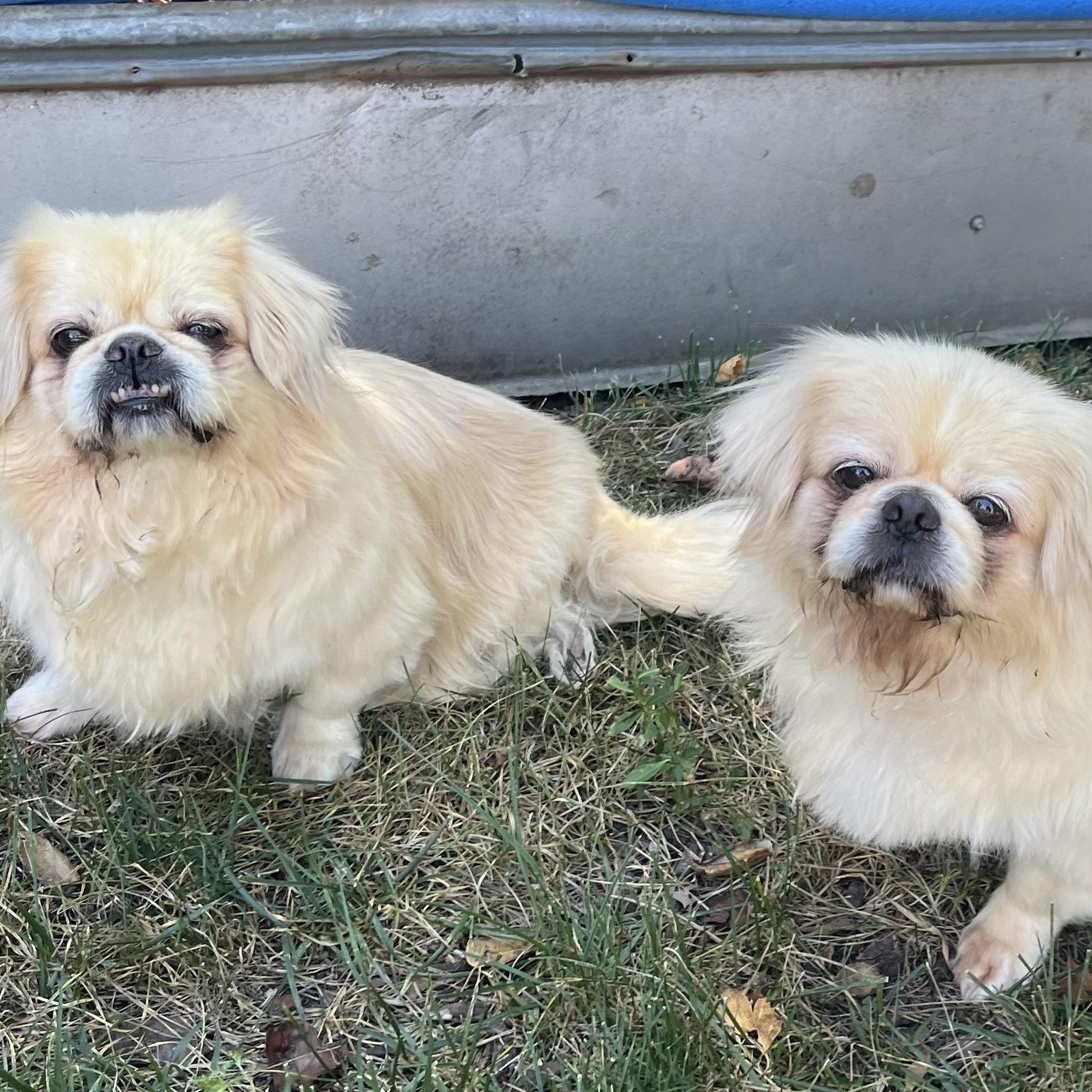 Adrian & Rocky, ADOPTABLE, Adult Female Pekingese.