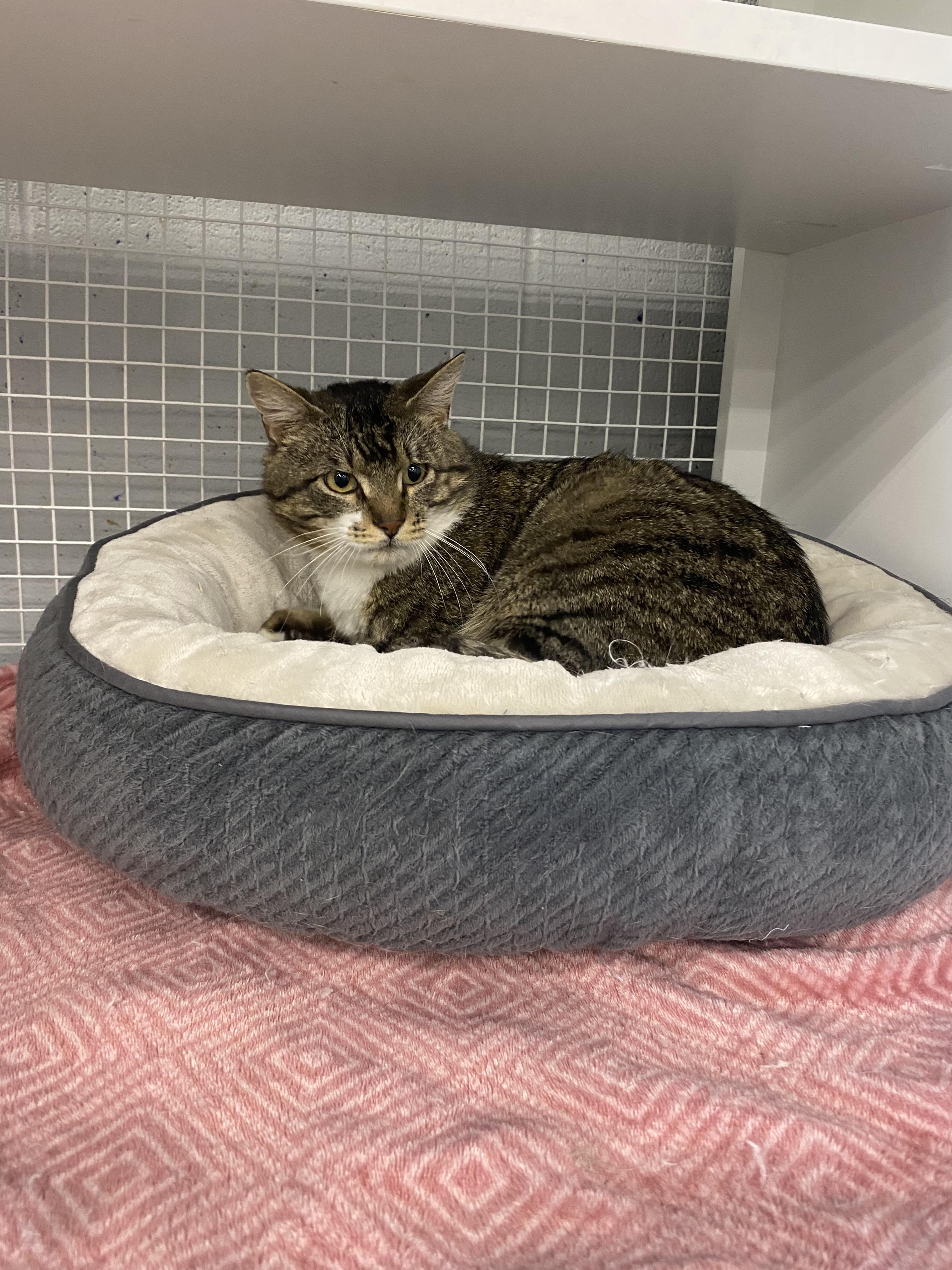 Scar, a ADOPTABLE American Shorthair in Springdale, AR image 3/3