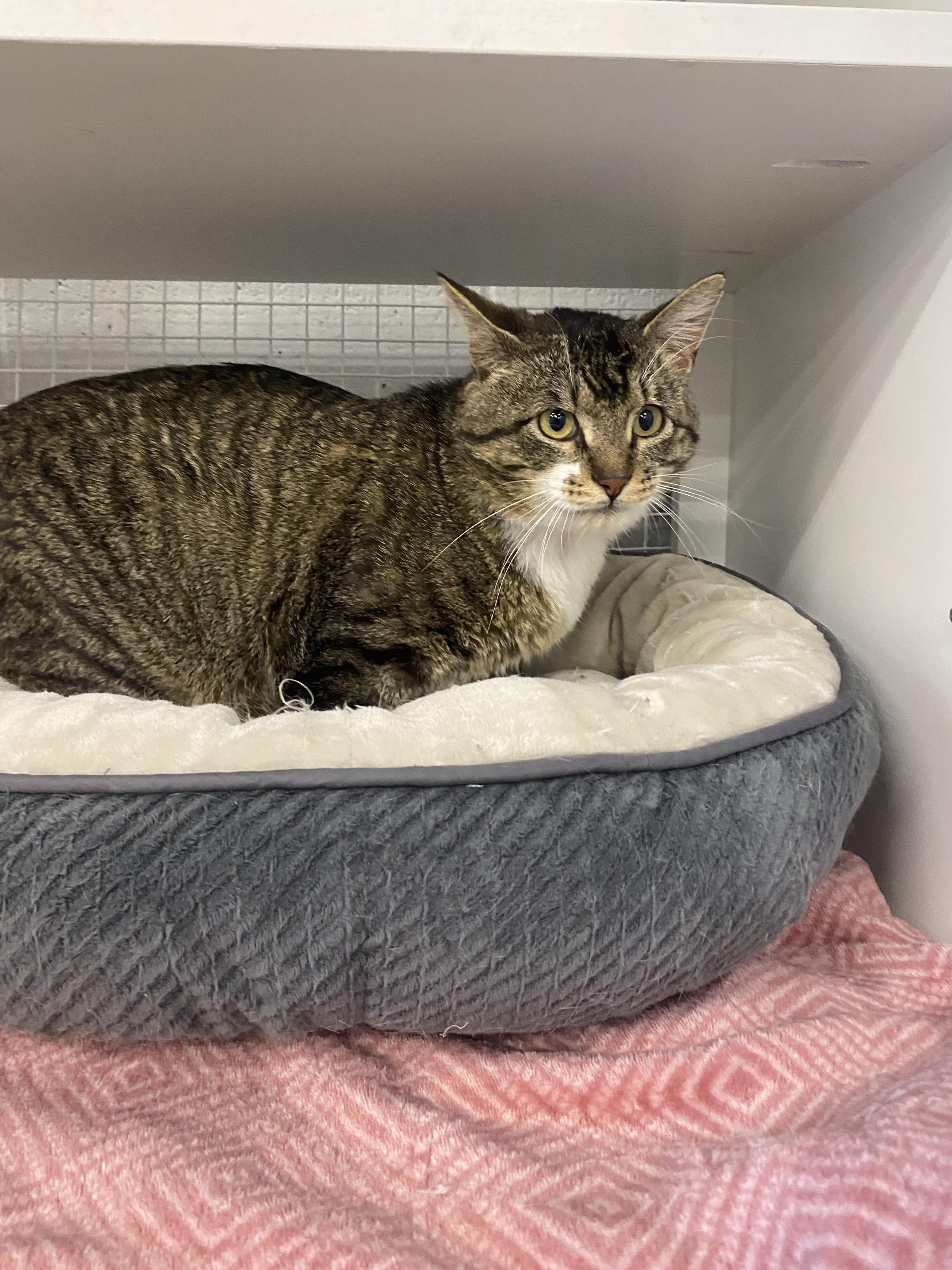 Scar, ADOPTABLE, Adult Male American Shorthair.