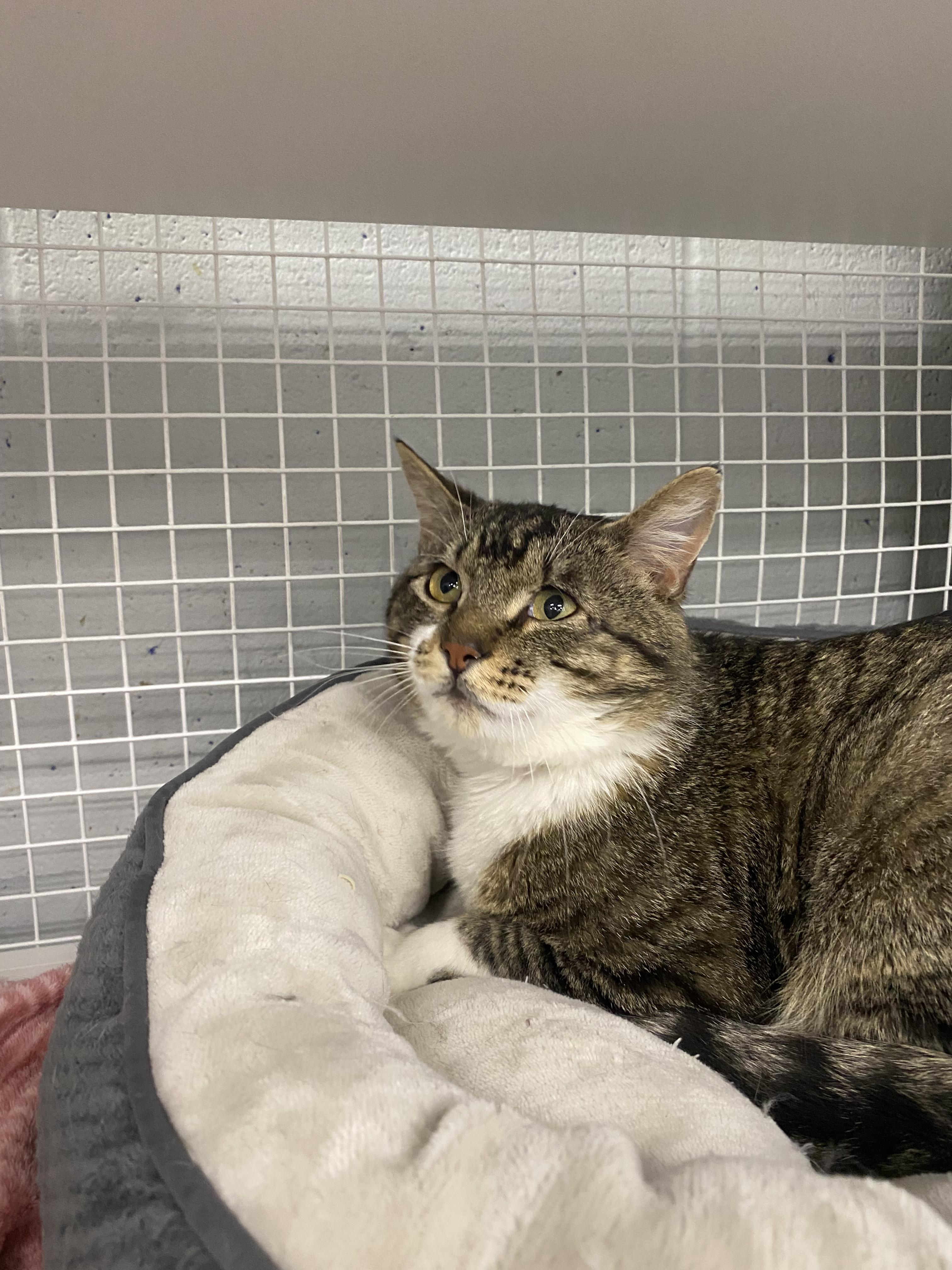 Scar, a ADOPTABLE American Shorthair in Springdale, AR image 2/3