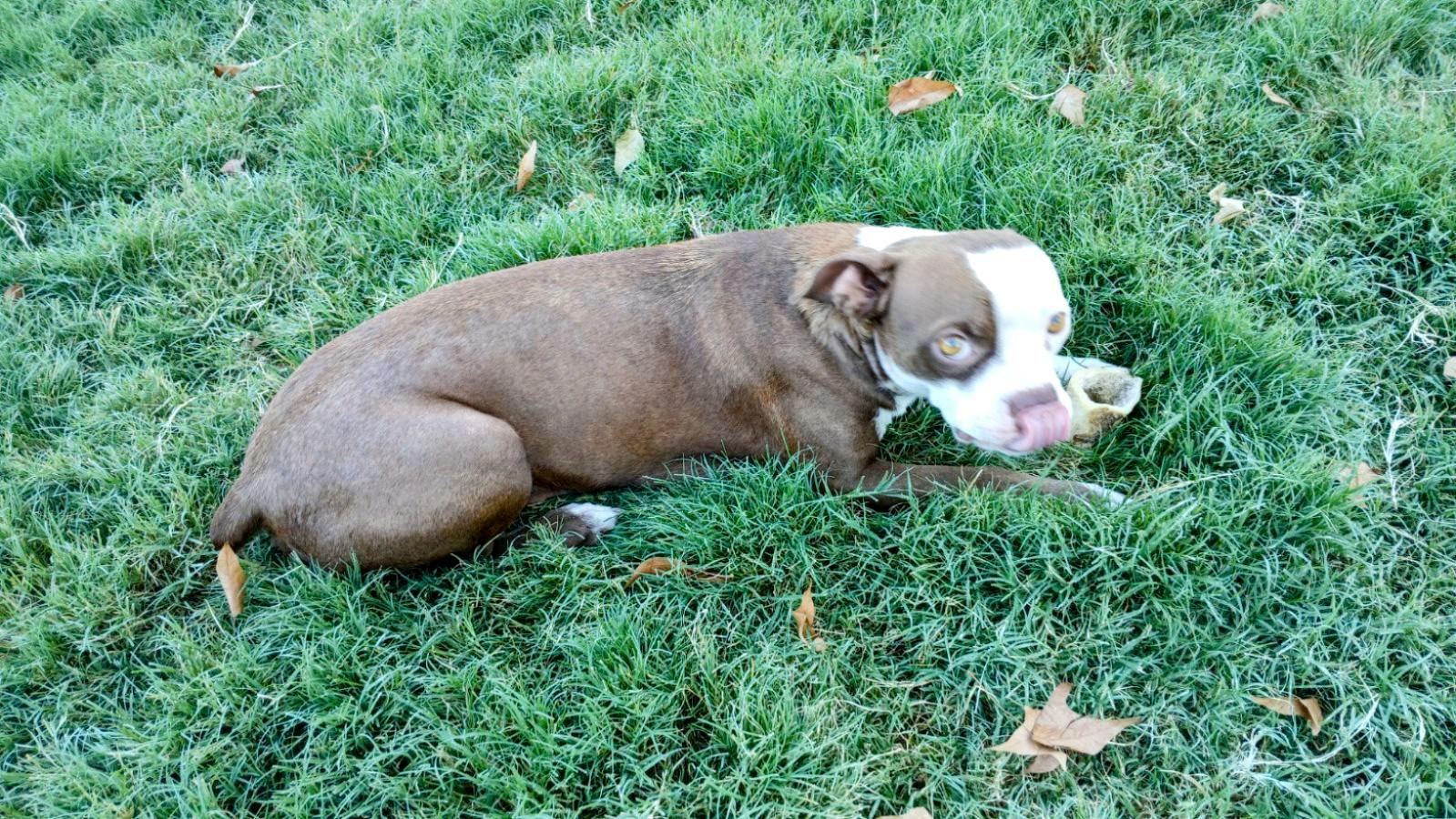 Cissy - Phoenix AZ, adoptable, Adult Female Boston Terrier.