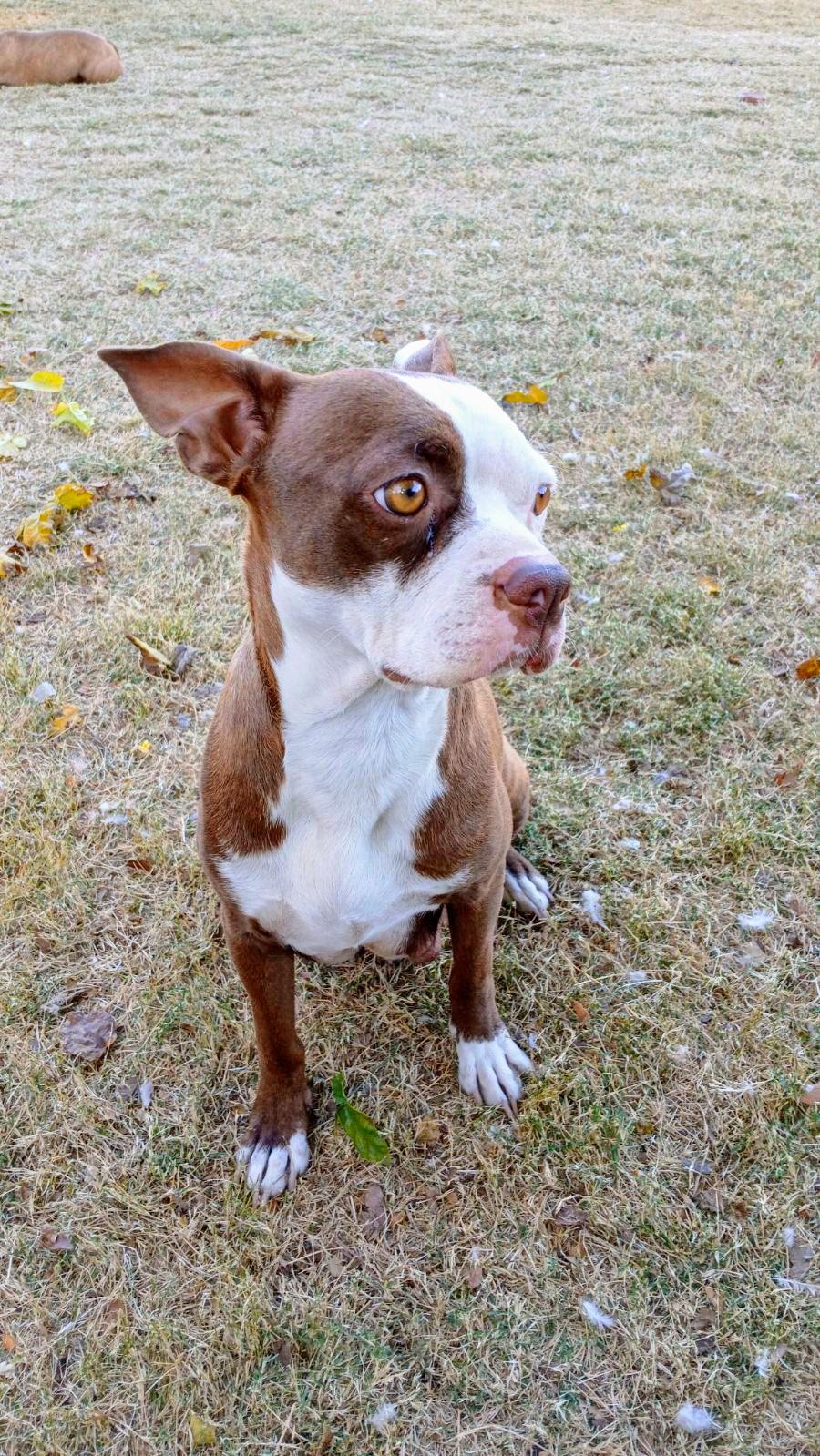 Cissy - Phoenix AZ, an adoptable Boston Terrier in Mayer, AZ image 2/6