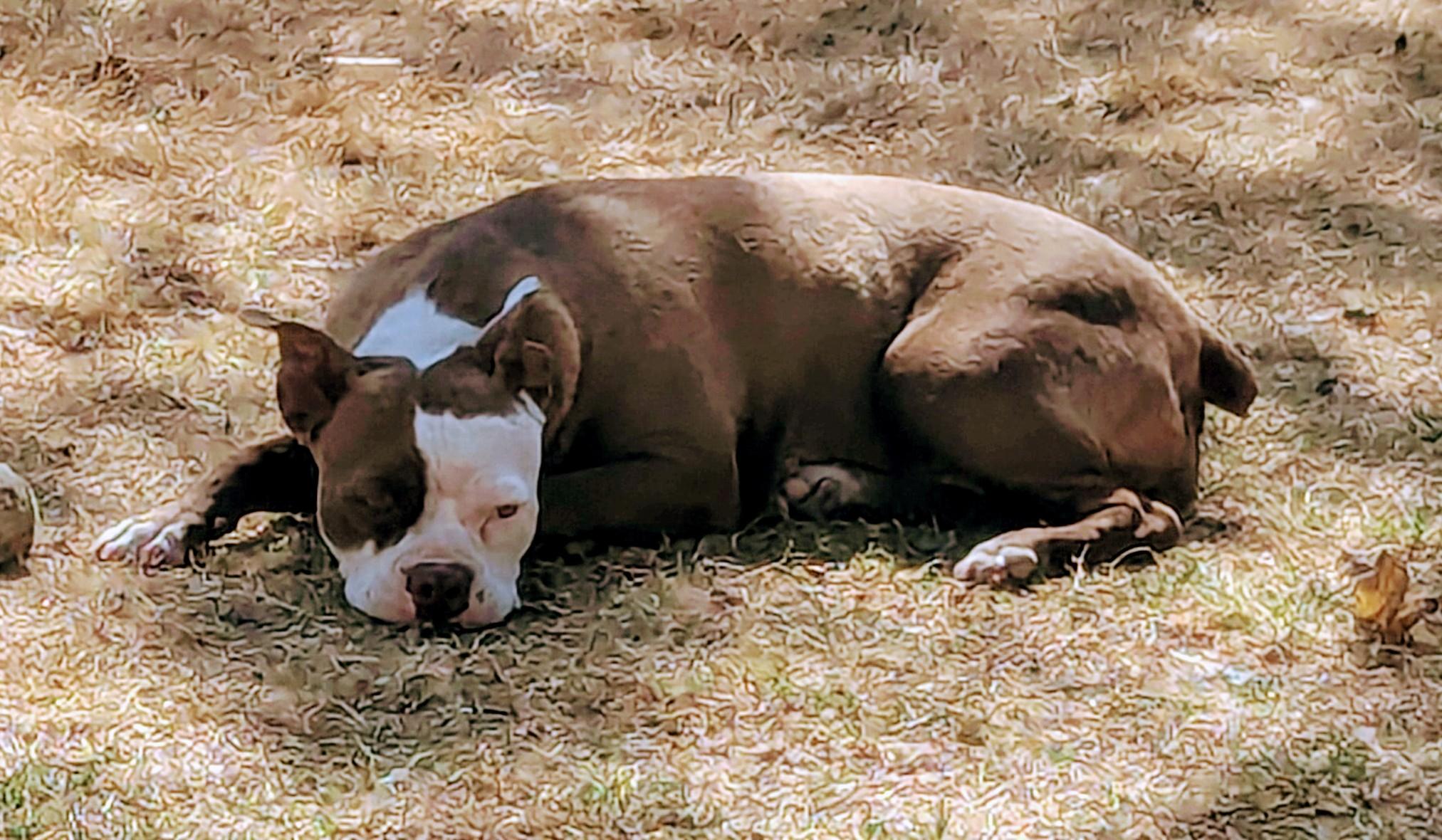 Cissy - Phoenix AZ, an adoptable Boston Terrier in Mayer, AZ image 3/6