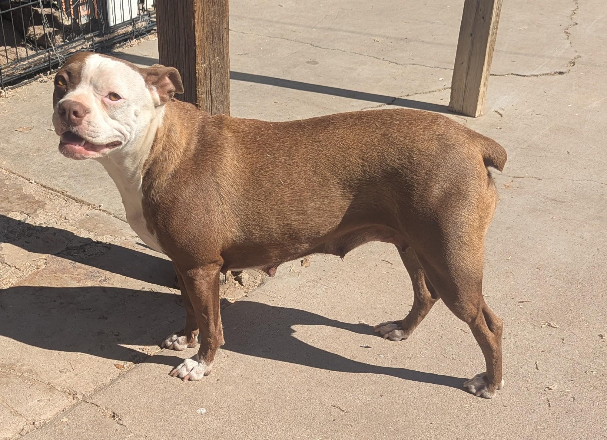 Cissy - Phoenix AZ, adoptable, Adult Female Boston Terrier.