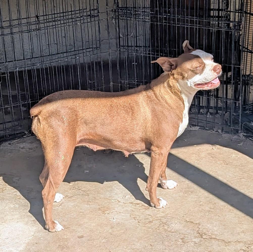 Cissy - Phoenix AZ, an adoptable Boston Terrier in Mayer, AZ image 5/6