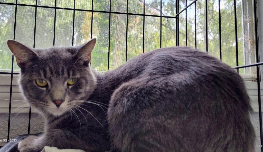 Droopy, Adoptable, Adult Male Domestic Short Hair.