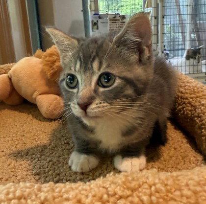 Enlarge Dyson, a Adoptable Domestic Short Hair in Midland, VA image 1/1