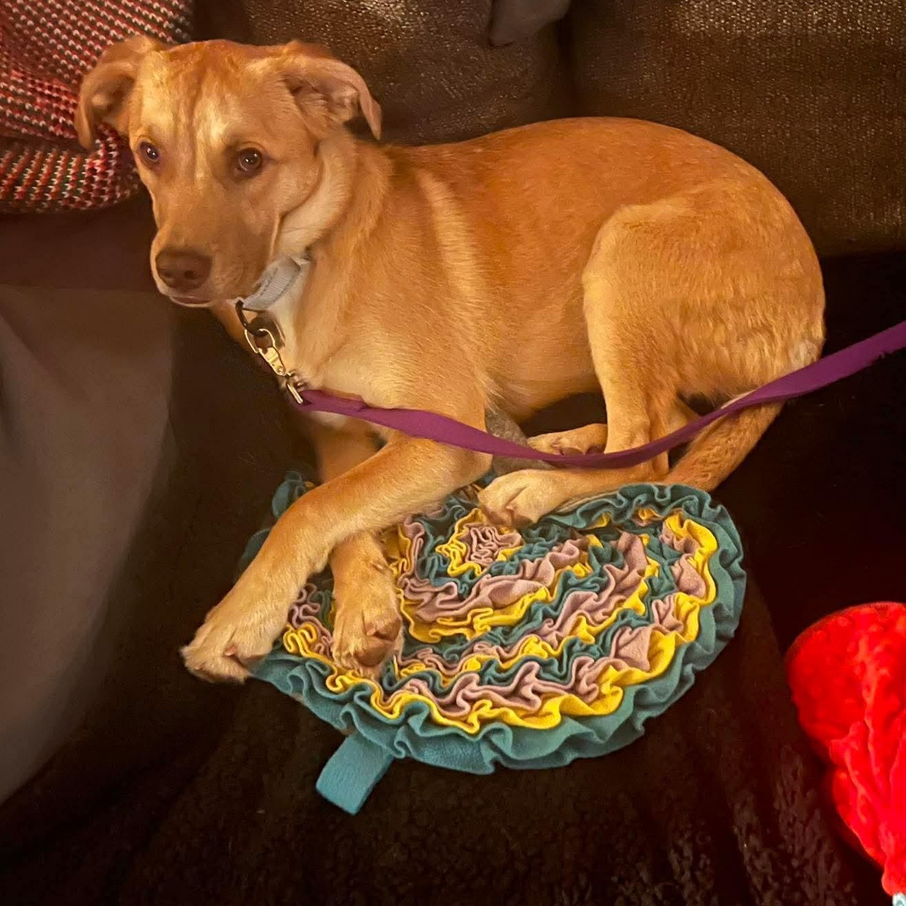 Enlarge Tina, a Adoptable mixed breed in Portland, ME image 1/5