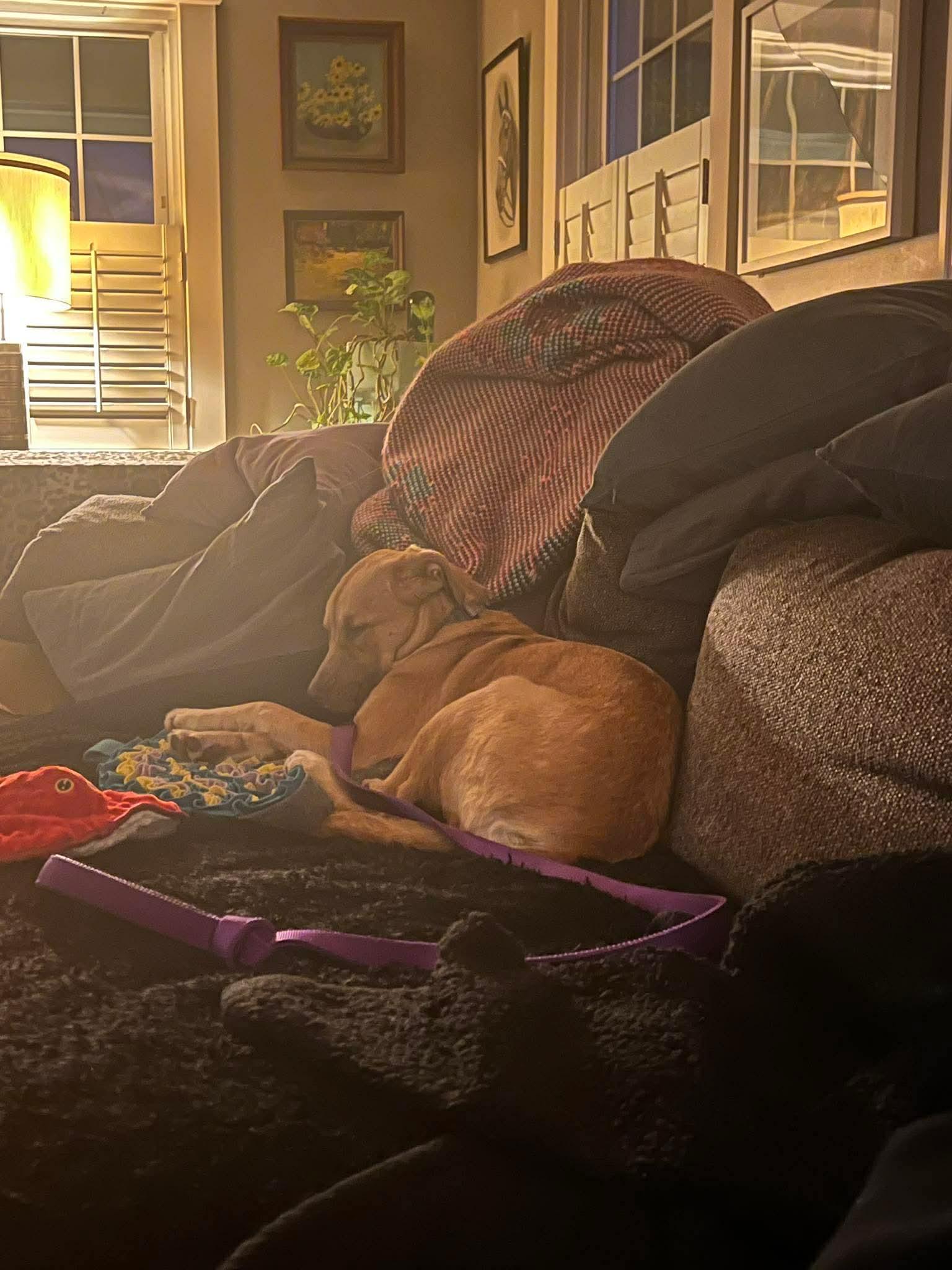 Enlarge Tina, a Adoptable mixed breed in Portland, ME image 5/5