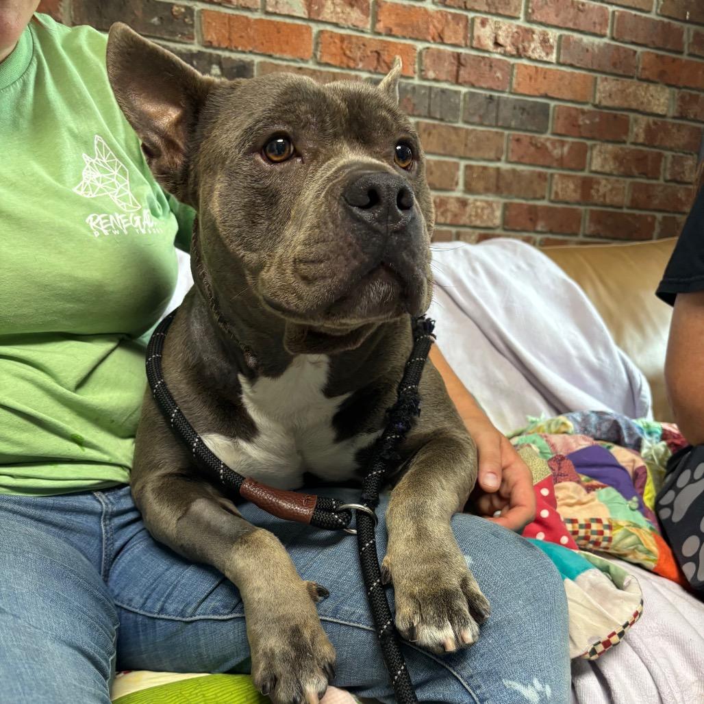 Thunderears, Adoptable, Adult Male Mixed Breed.