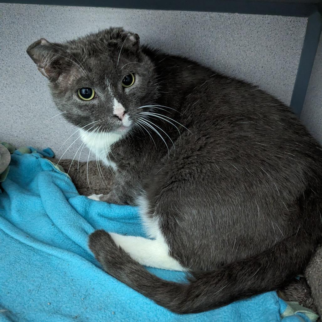 Enlarge Evander, a Adoptable Domestic Short Hair in Evansville, IN image 1/1