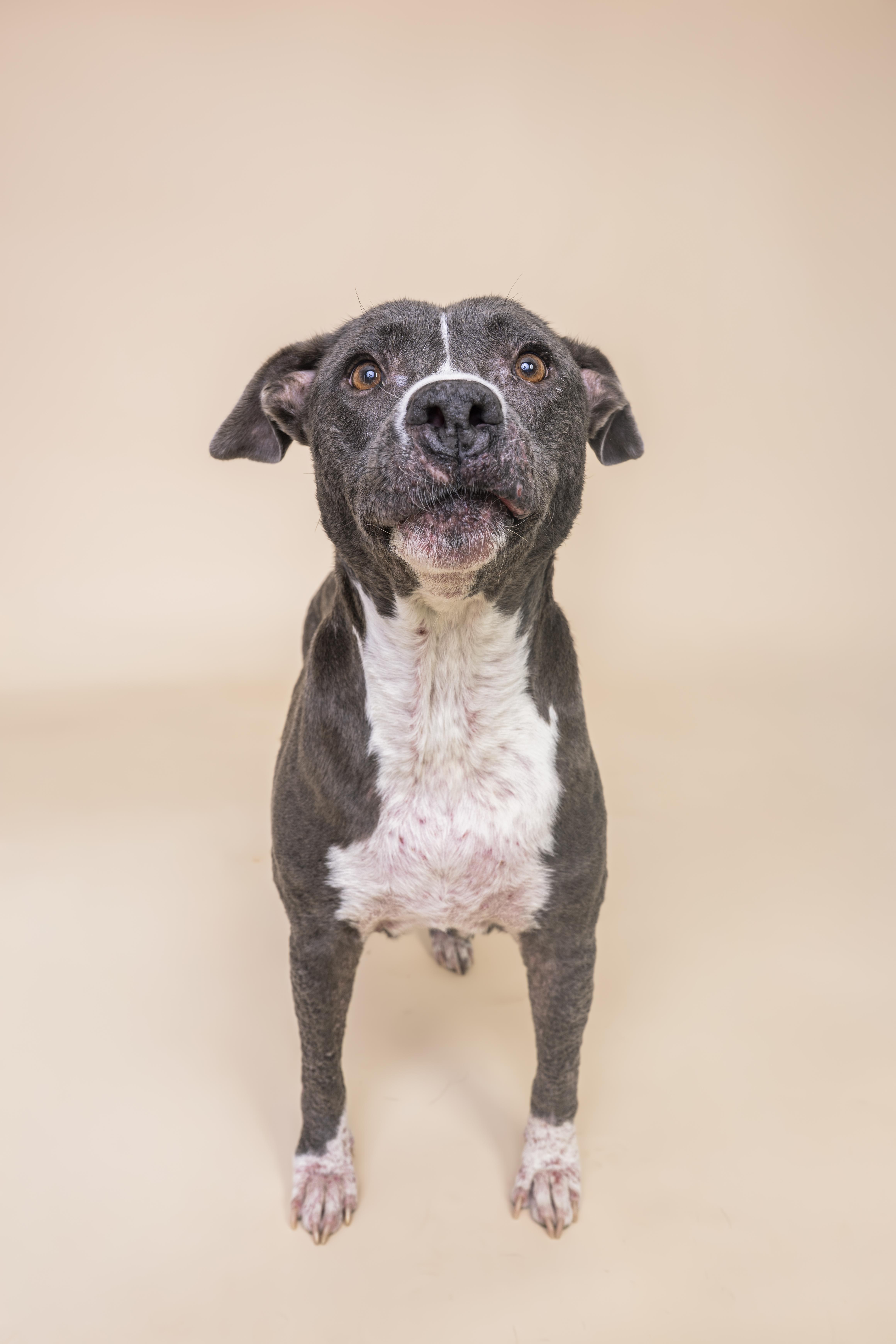 Dolly, Adoptable, Adult Female Pit Bull Terrier.