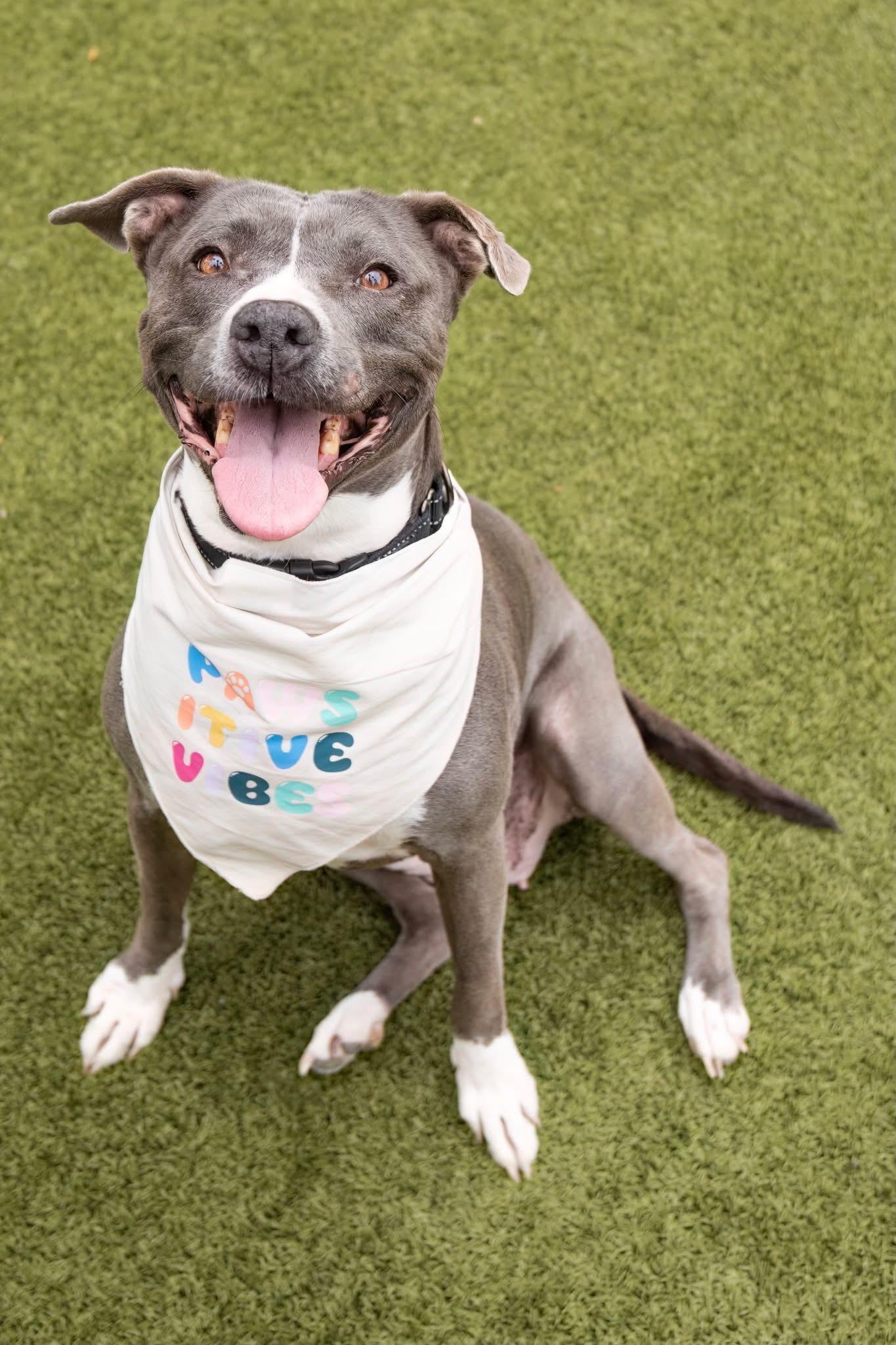 Enlarge Dolly, an adopted Pit Bull Terrier in Scottsdale, AZ image 2/6