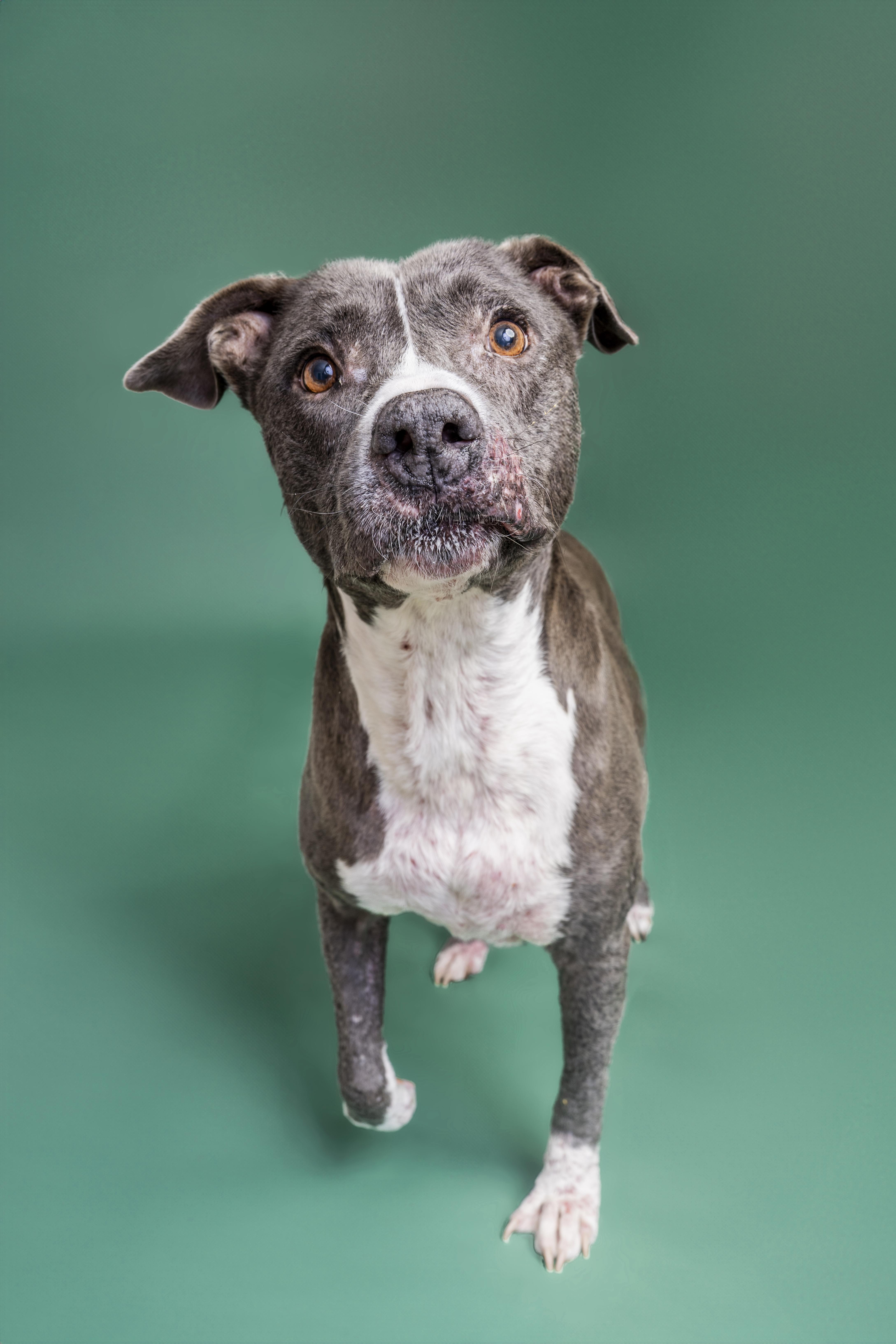 Enlarge Dolly, an adopted Pit Bull Terrier in Scottsdale, AZ image 4/6