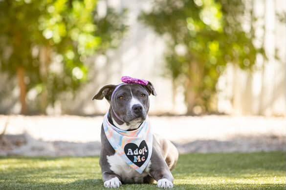 Enlarge Dolly, an adopted Pit Bull Terrier in Scottsdale, AZ image 5/6