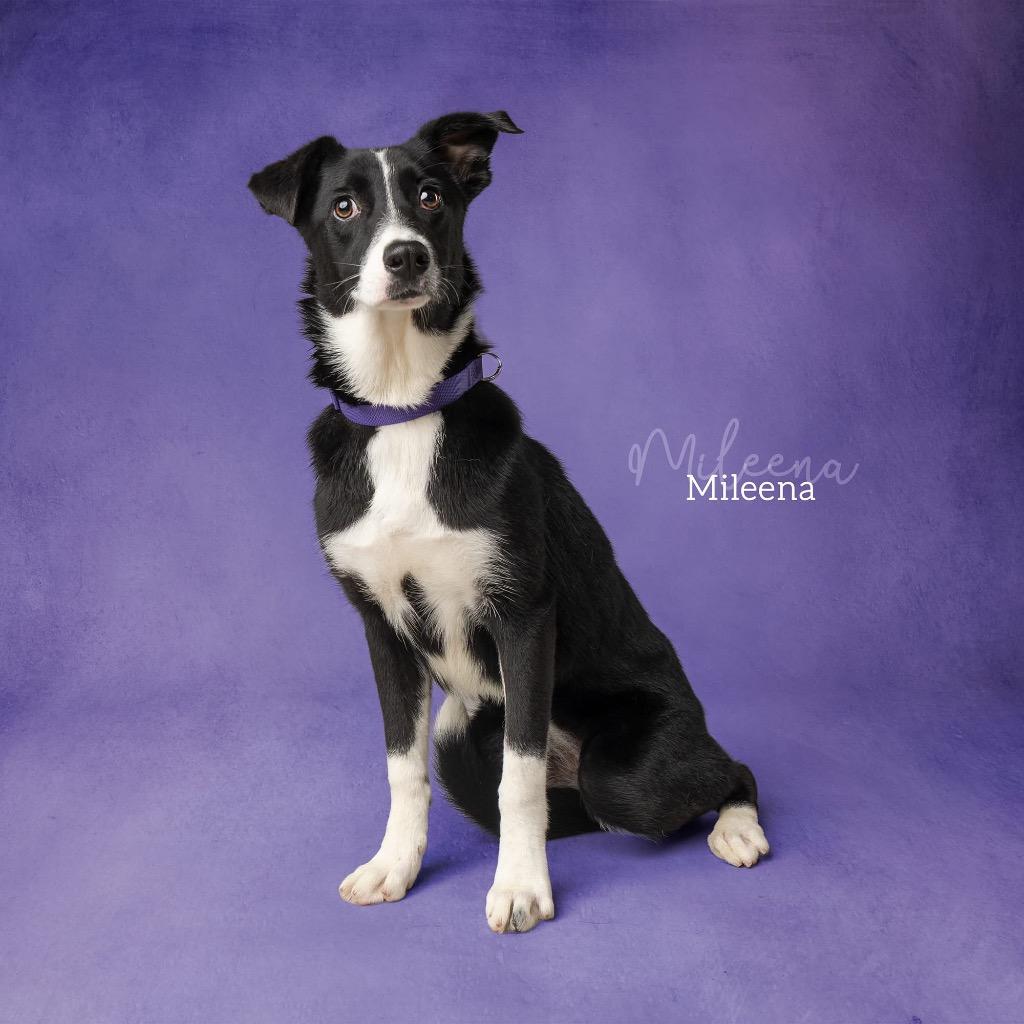 Mileena, Adoptable, Puppy Female Border Terrier & Hound.