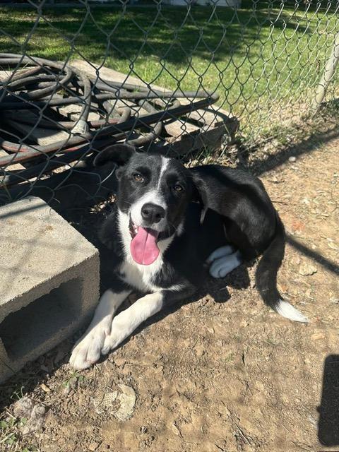 Mileena, Adoptable, Puppy Female Border Terrier & Hound.